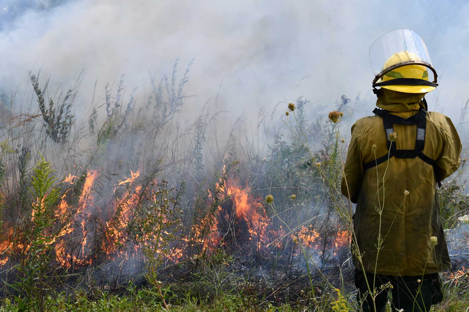 Person in fire gear standing near a prescribed burn.