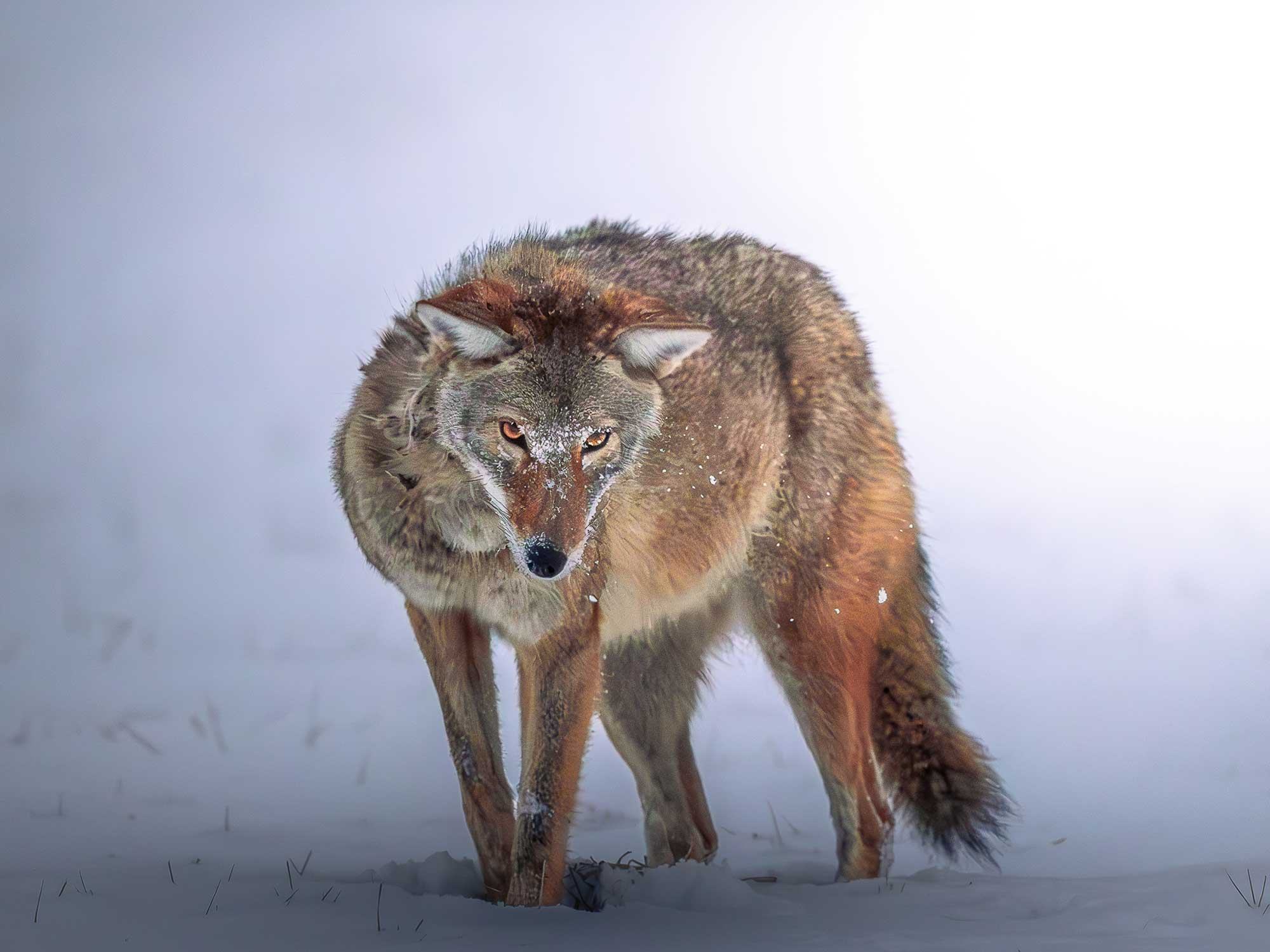 Coyote standing in snow.