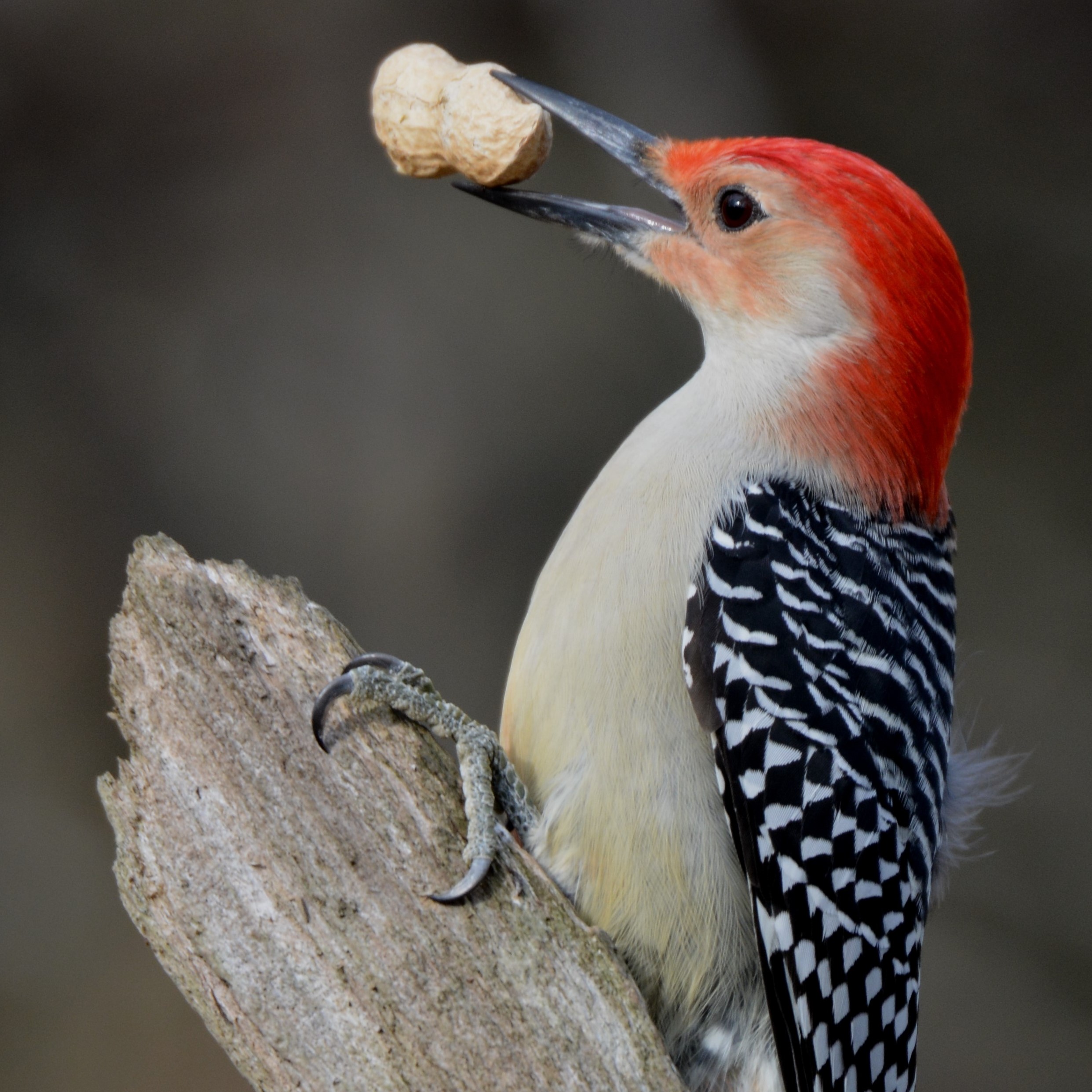 What you need to know to start birding