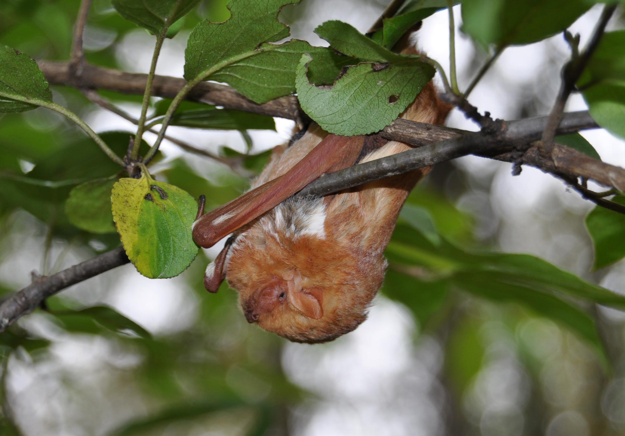 A bat hanging upside down in a tree.