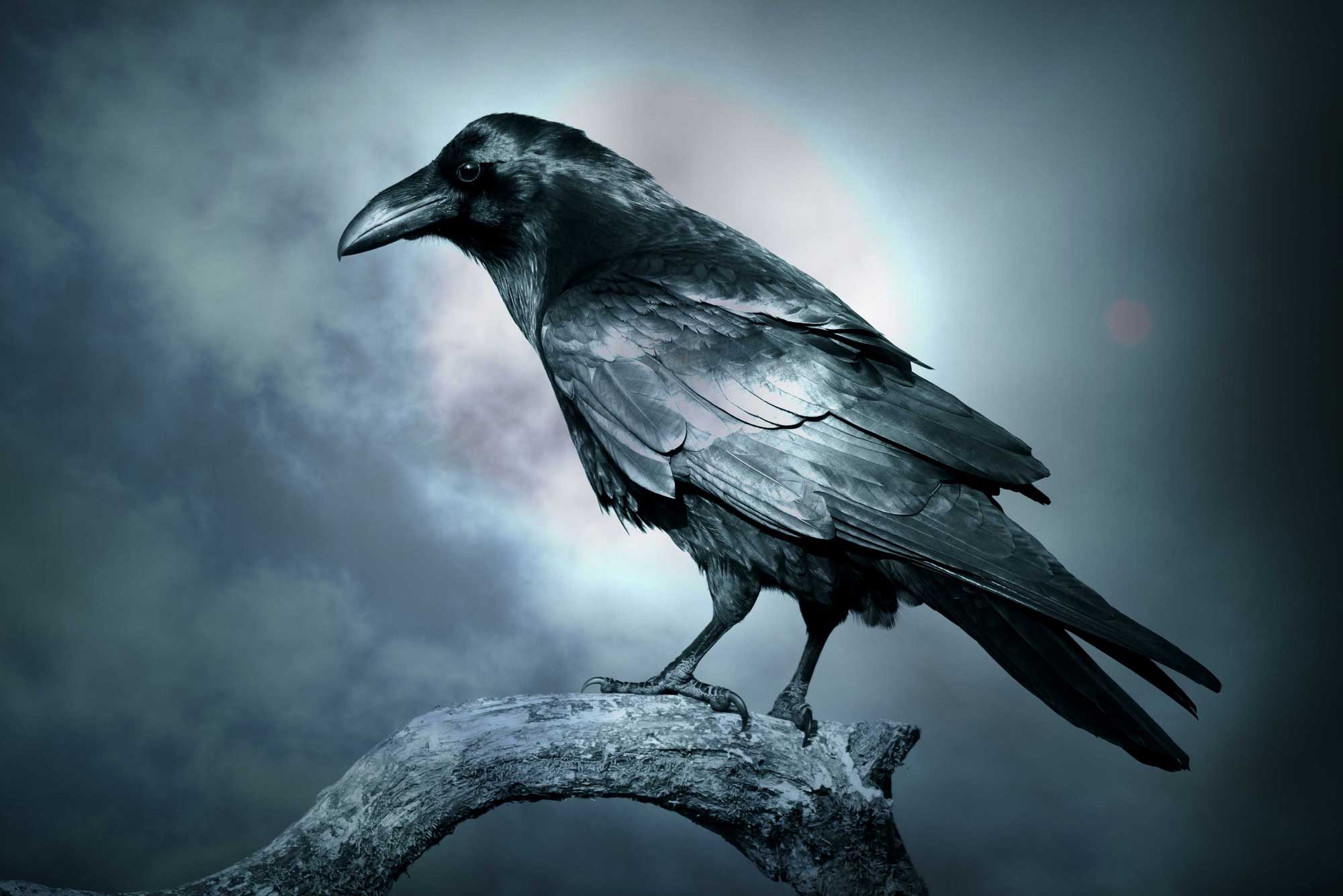 A dark crow with moonlight.
