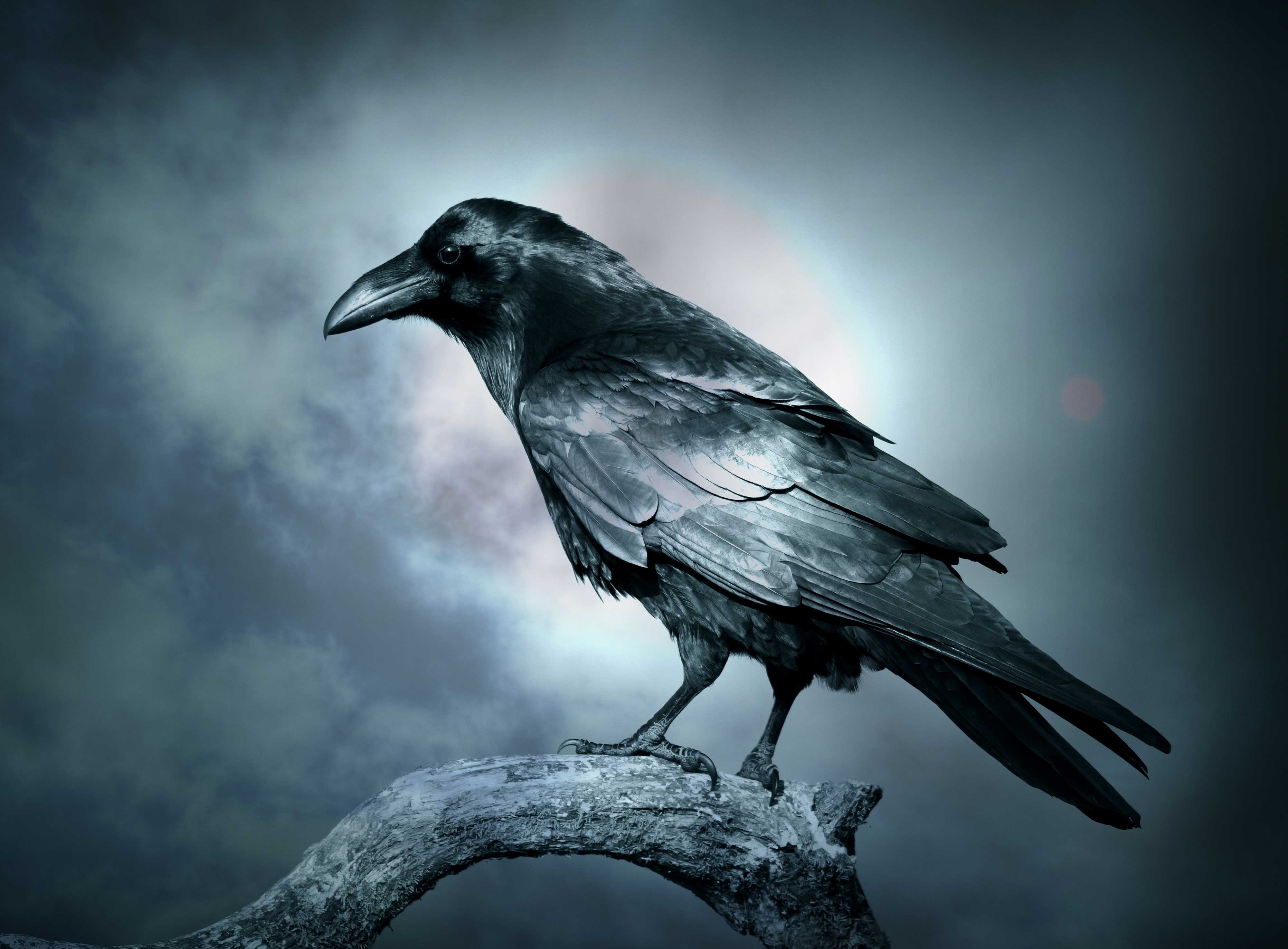 Close-up of a crow on a branch with the moon in background.