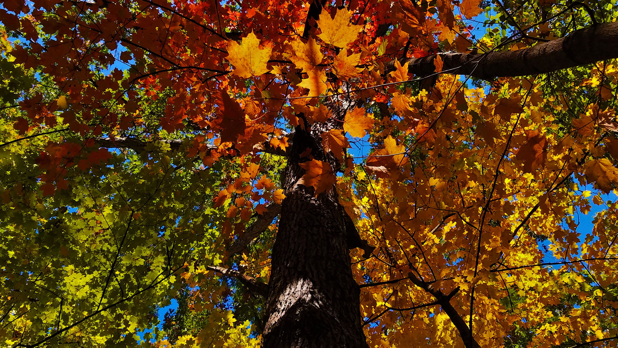 A tree with fall color.