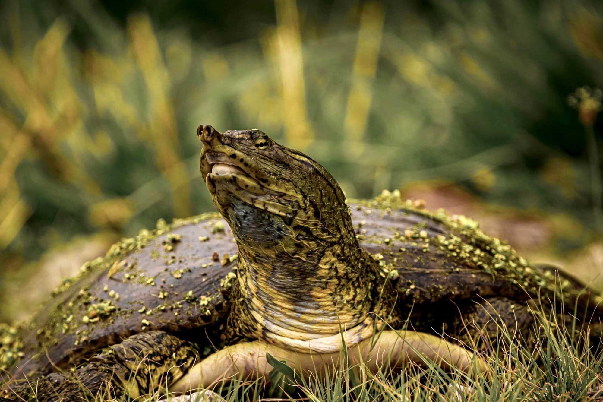 Close up of softshell turtle with vegetation in the background.