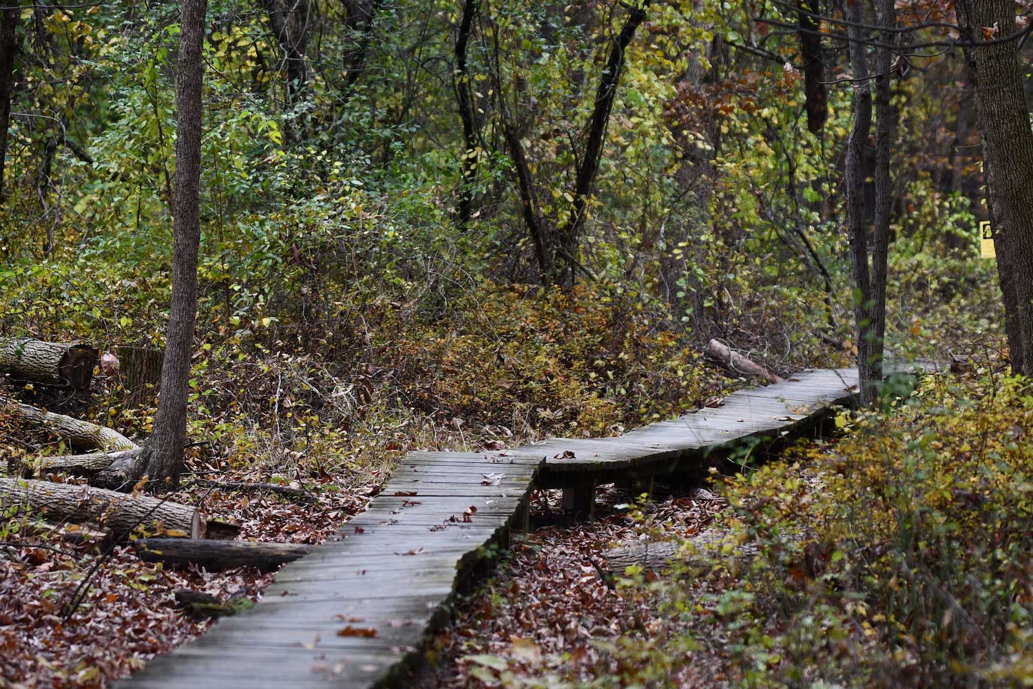 A wooden boardwalk cutting through a forest of trees with leaves starting to change color.