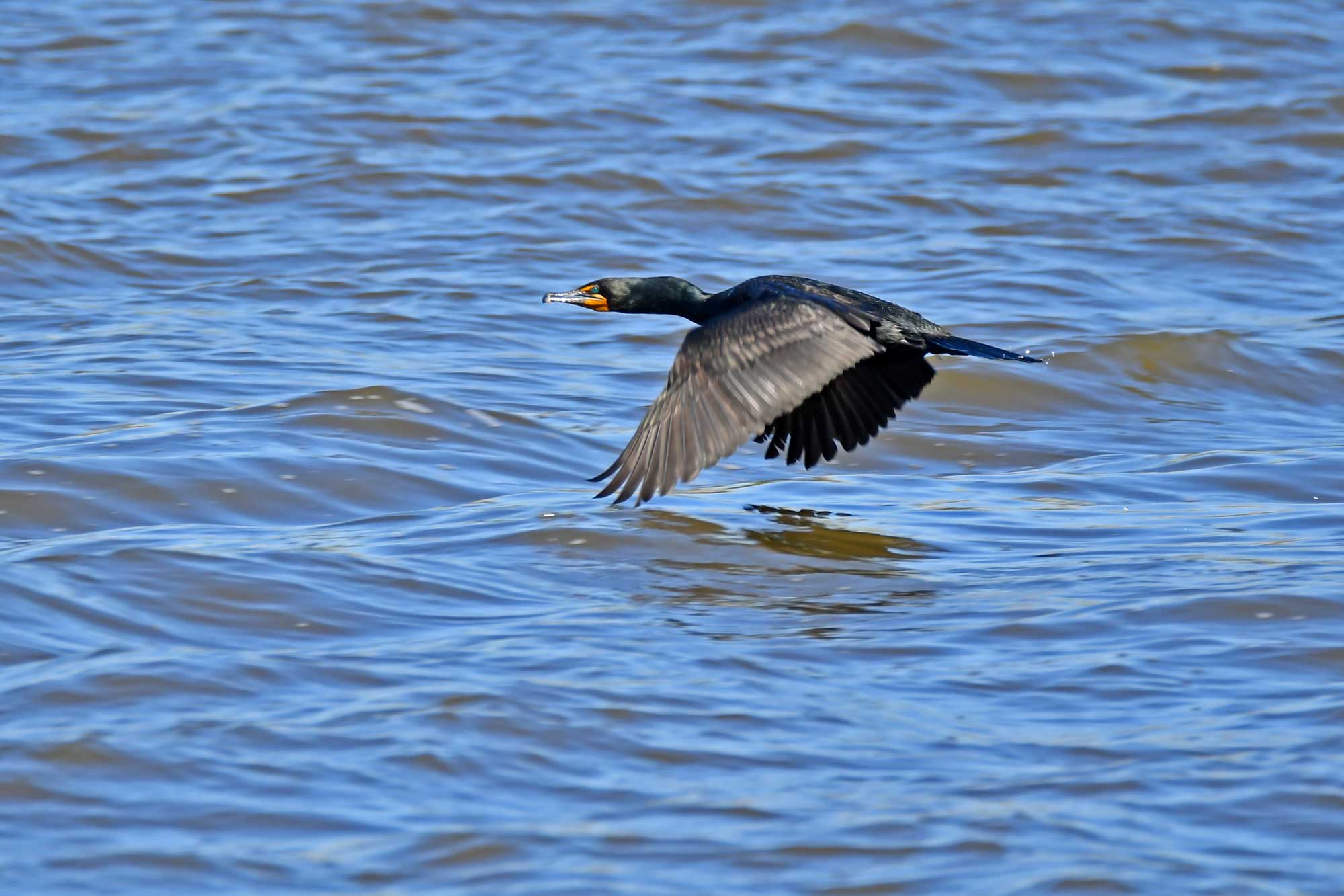 Double crested cormorant flying right above the water with wings extended.