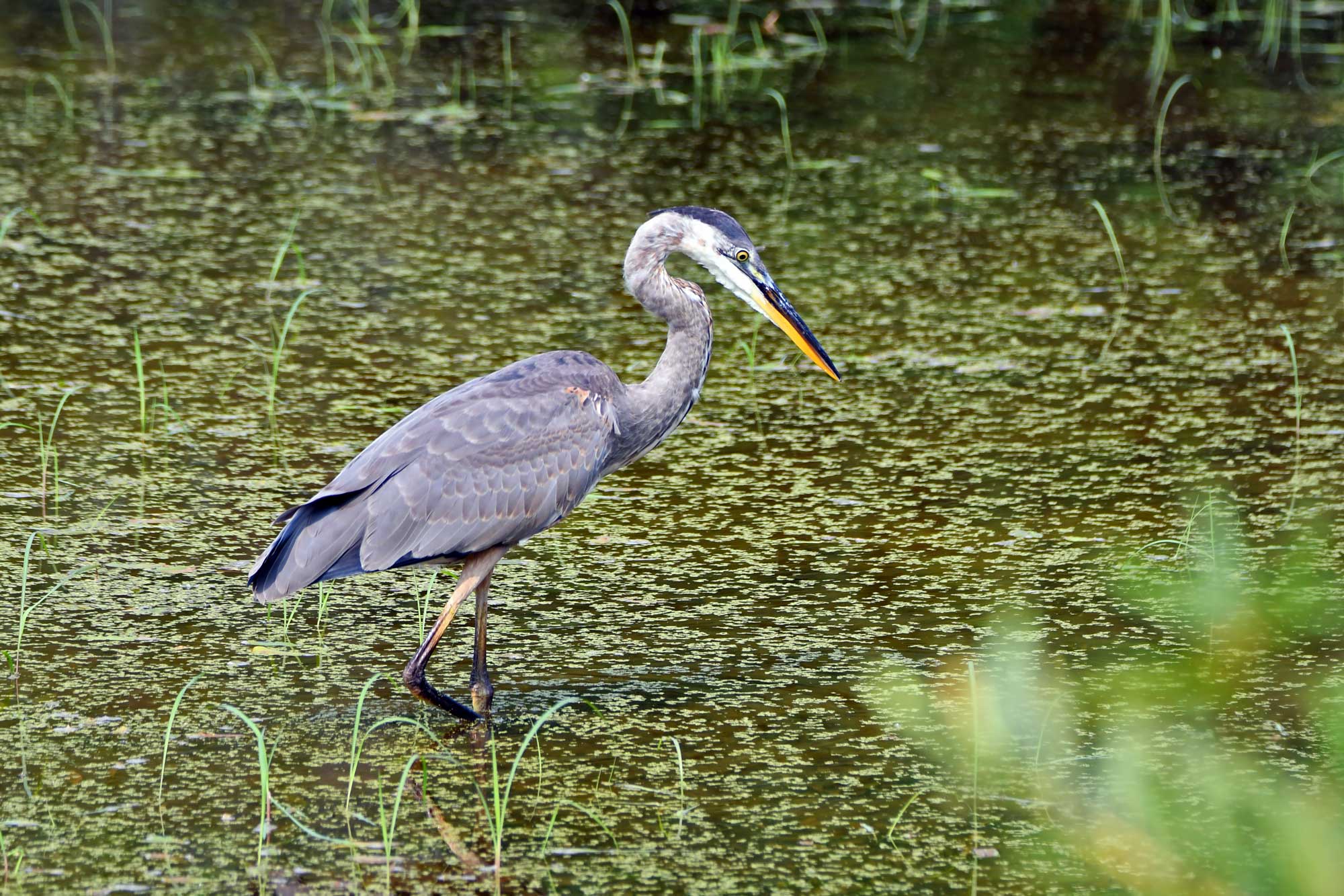 Great blue heron standing in the water.