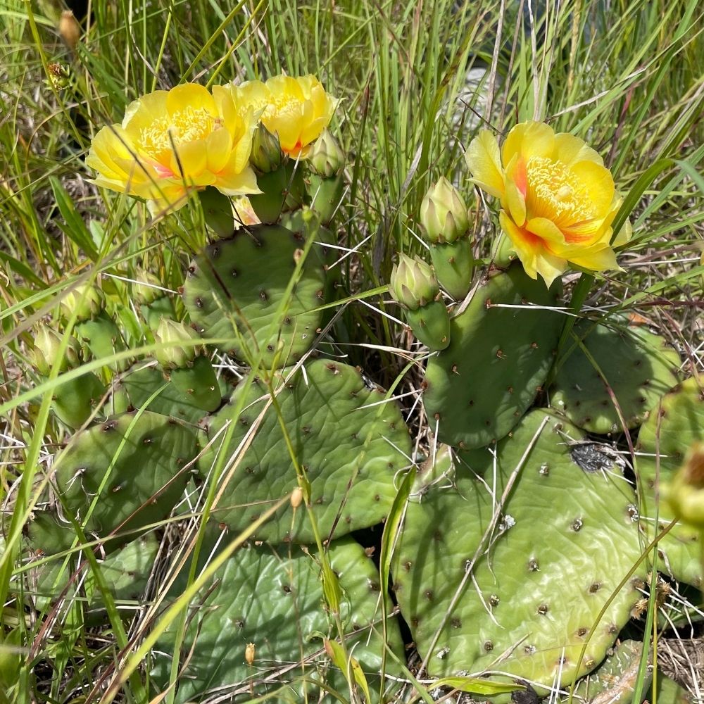Close-up of a prickly pear cactus with bright yellow flowers blooming among tall green grasses in a natural prairie setting.
