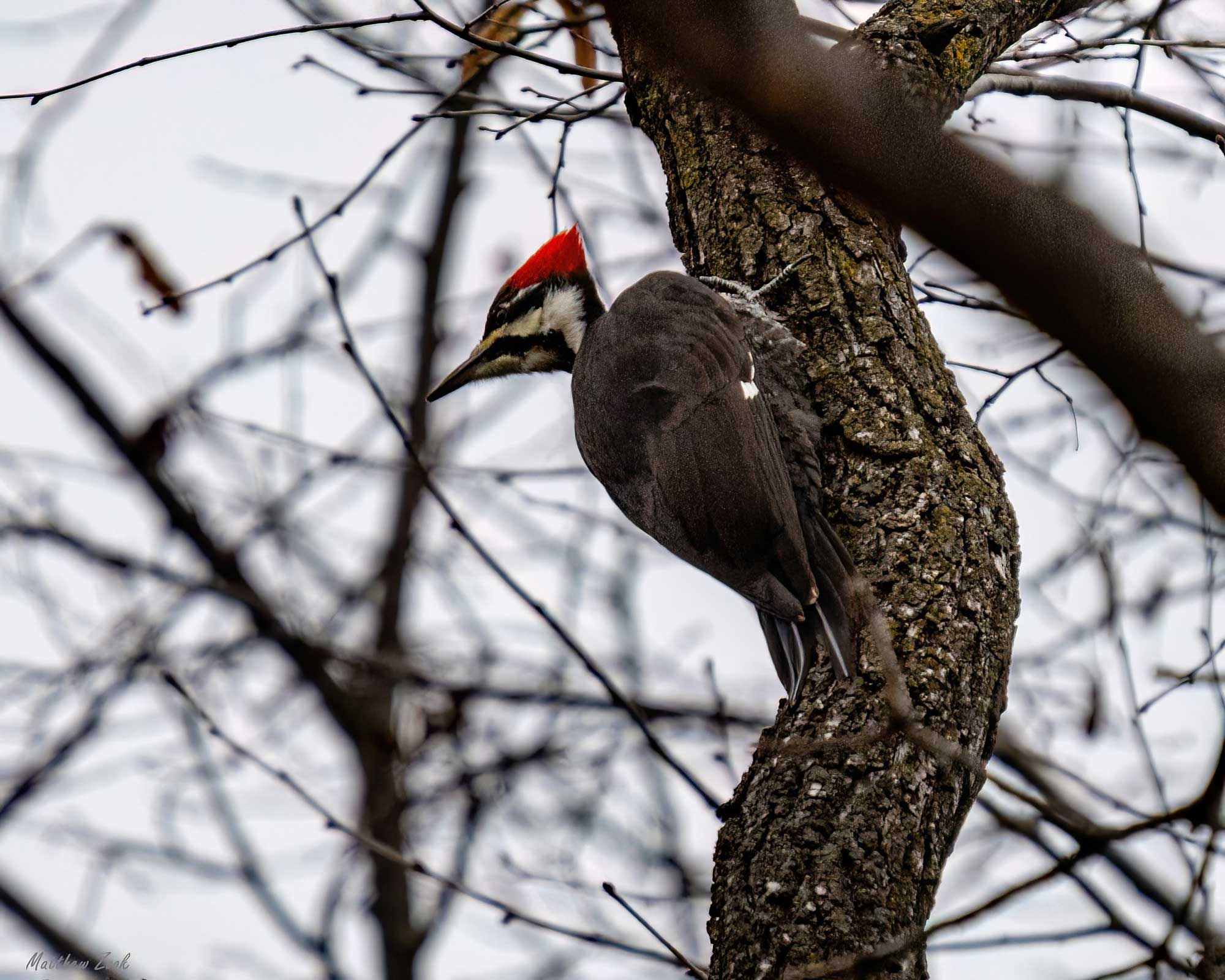 Pileated woodpecker clinging to the side of a tree with branches in the background.
