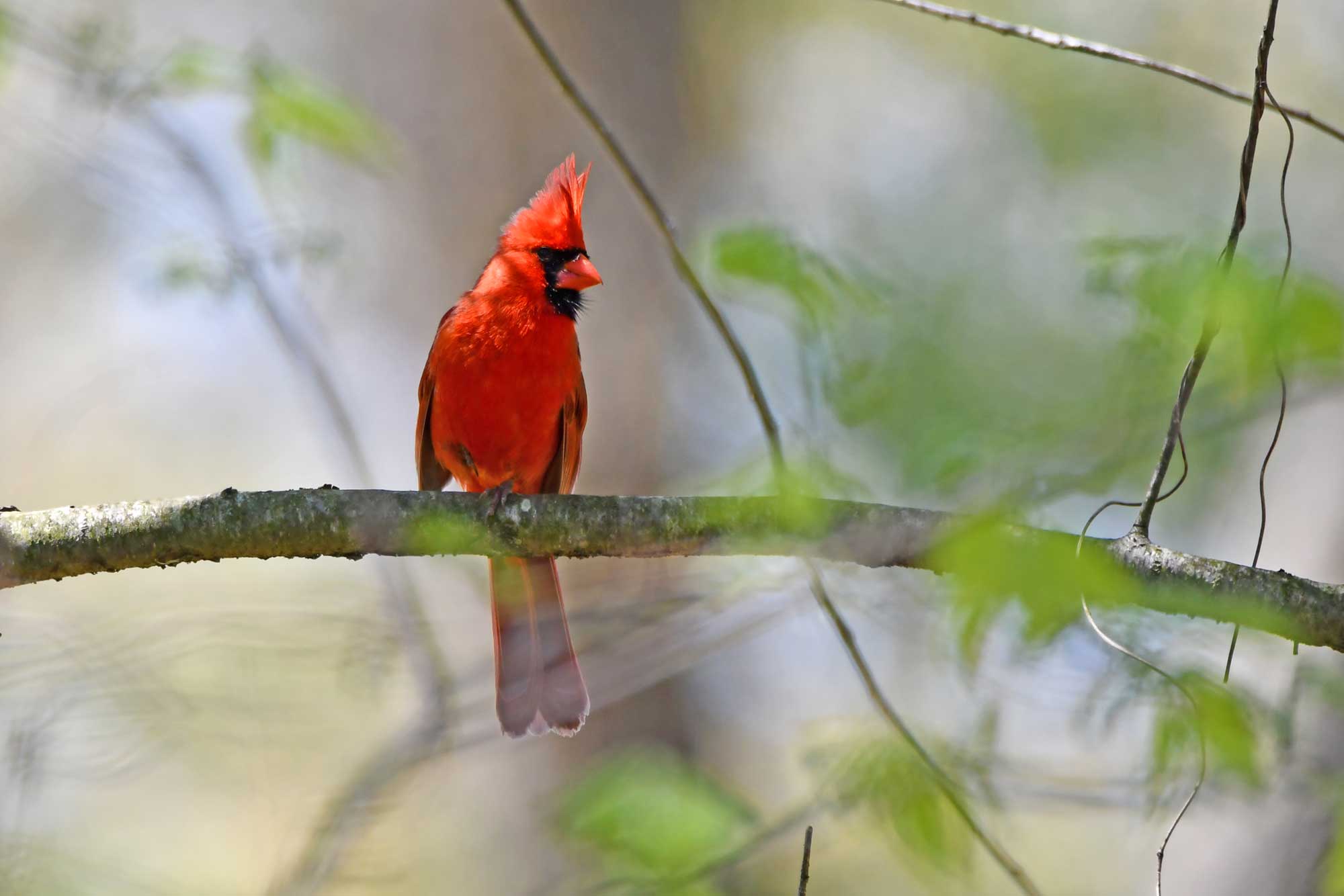 Northern cardinal perched on a branch.