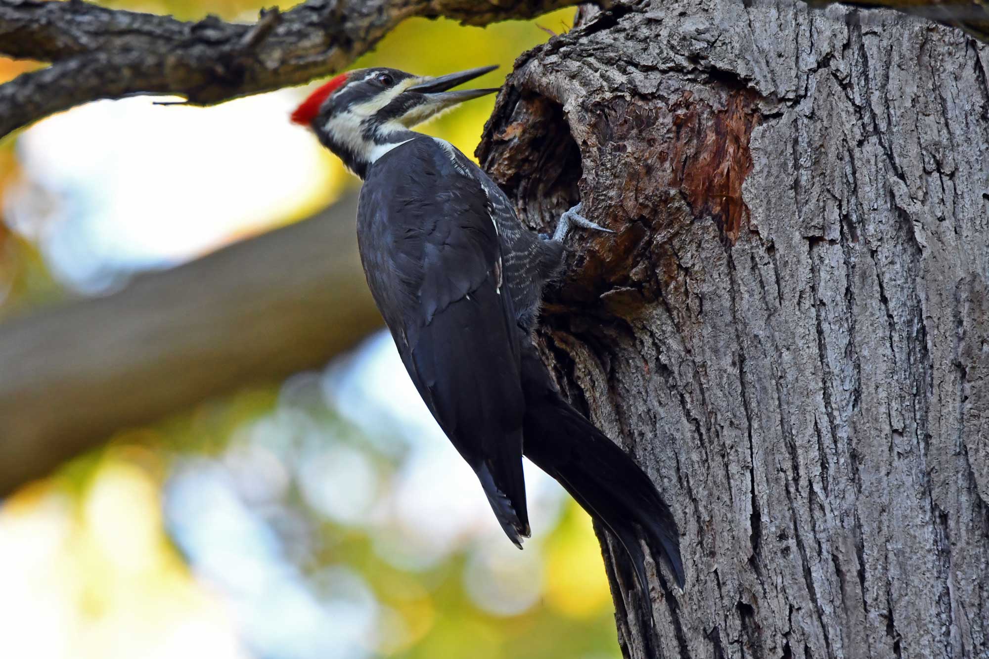 Pileated woodpecker on a tree trunk with another tree and leaves in the background.