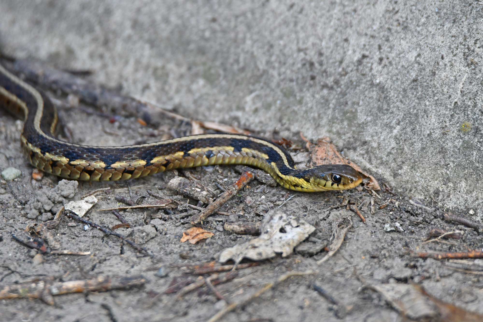 Garter snake slithering over dirt next to a stone wall.