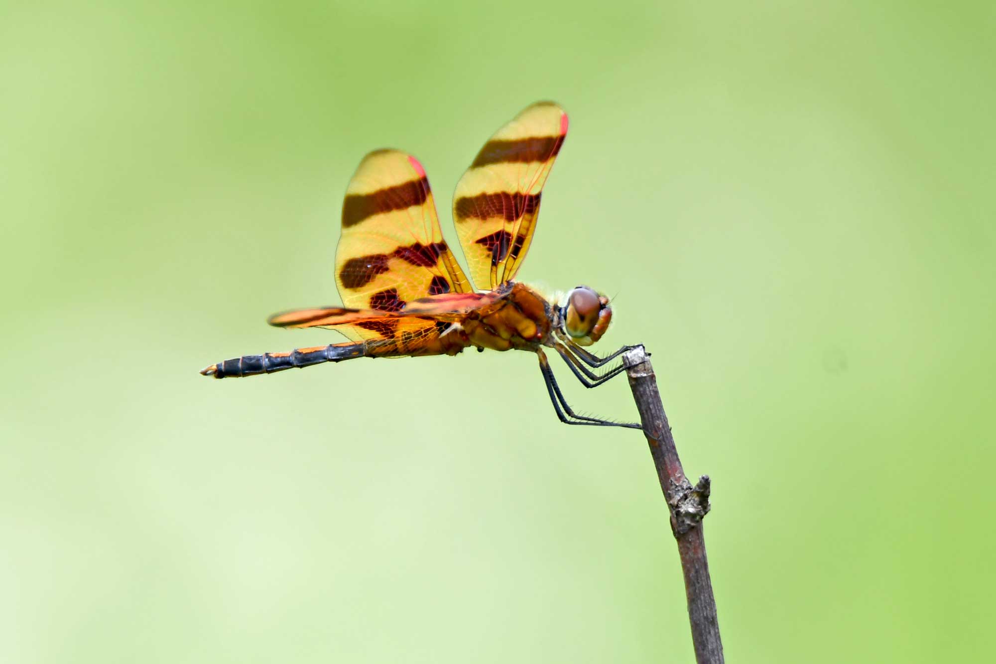 Halloween pennant dragonfly clinging to a piece of vegetation.