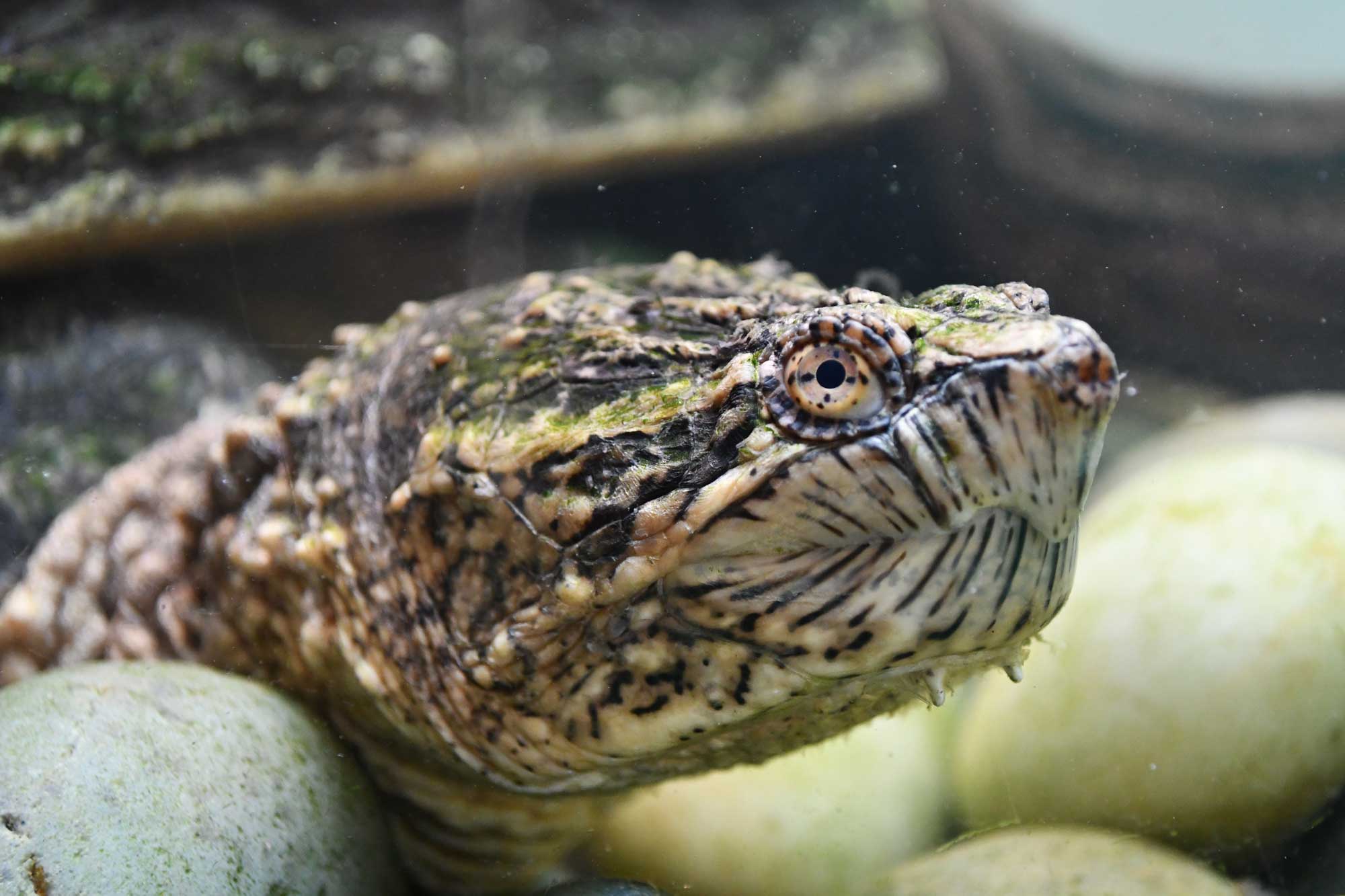 Common snapping turtle at a nature center.