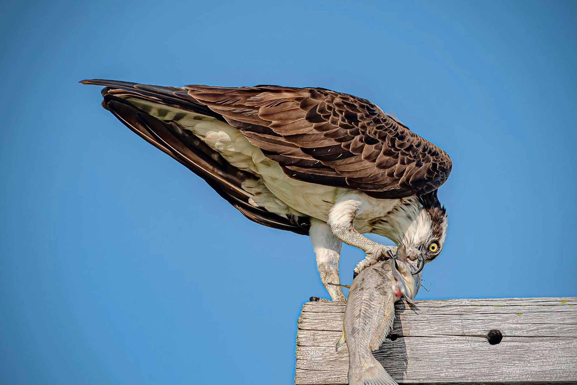 Osprey standing on a wooden post eating a fish with the sky in the background.