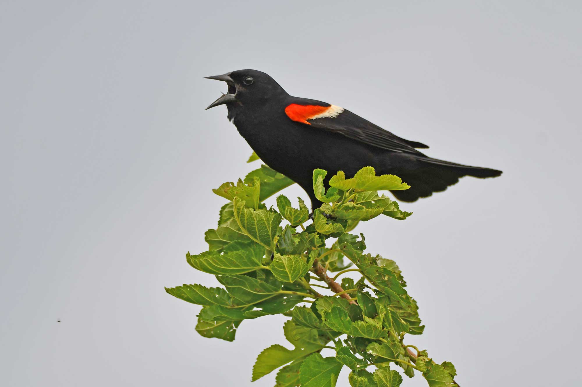 Red-winged blackbird perched on a branch with an overcast sky in the background.