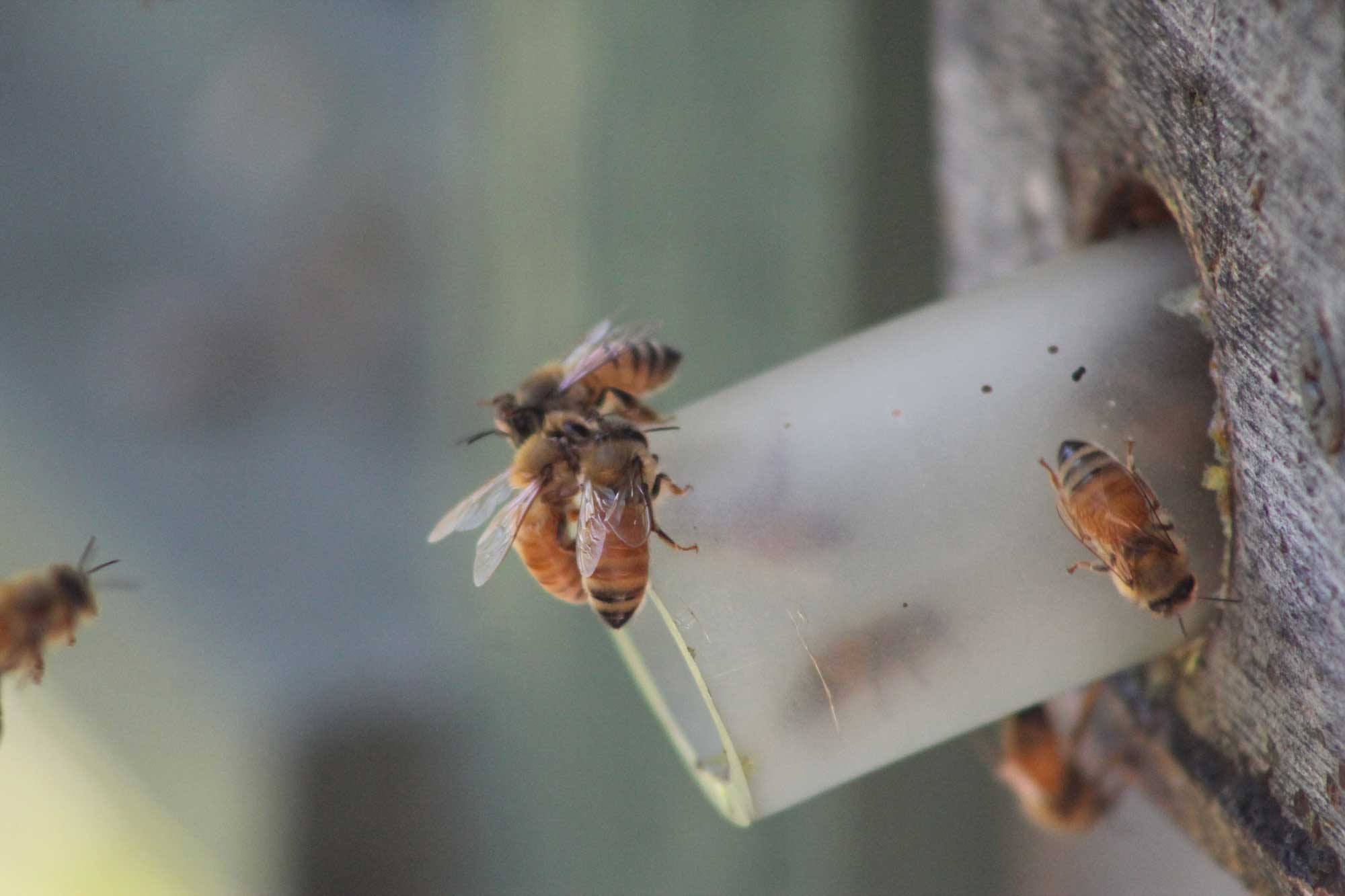 Closeup of bees.