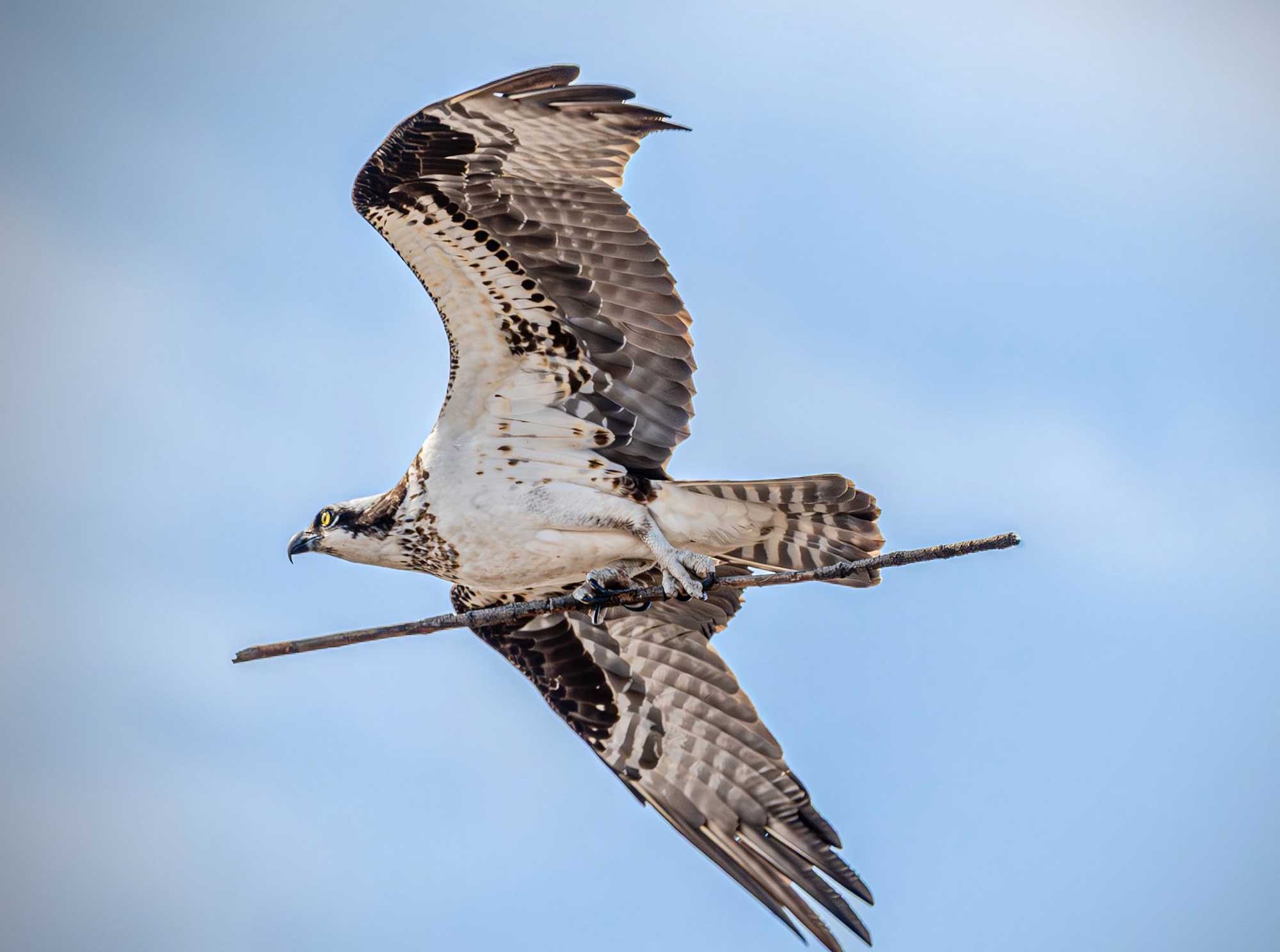 Osprey flying with wings extended carrying a stick in its talons.