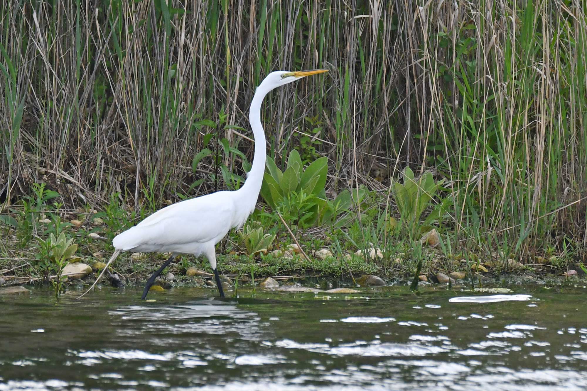 Great egret walking in water with vegetation in the background.