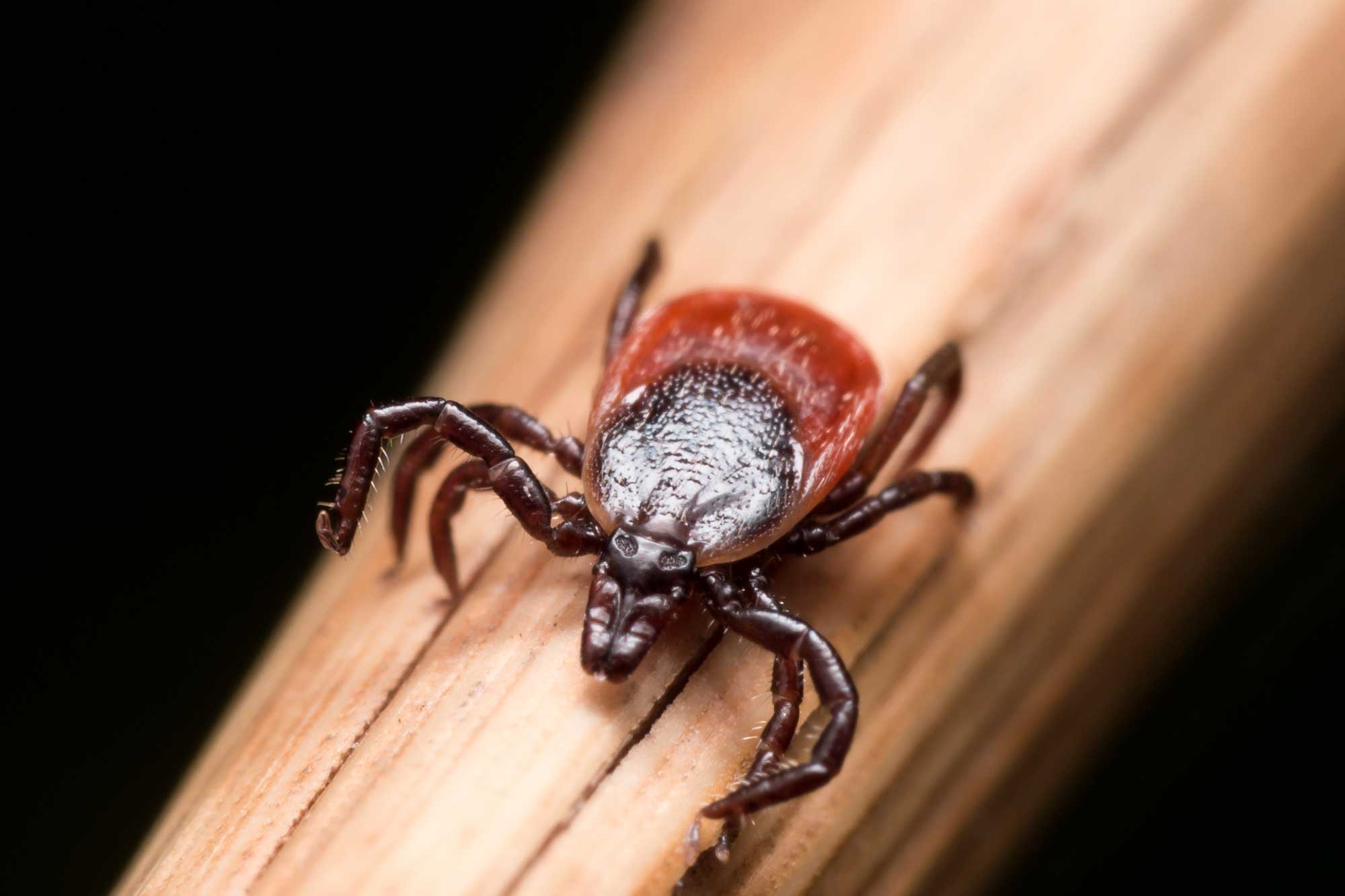 Closeup of a tick.