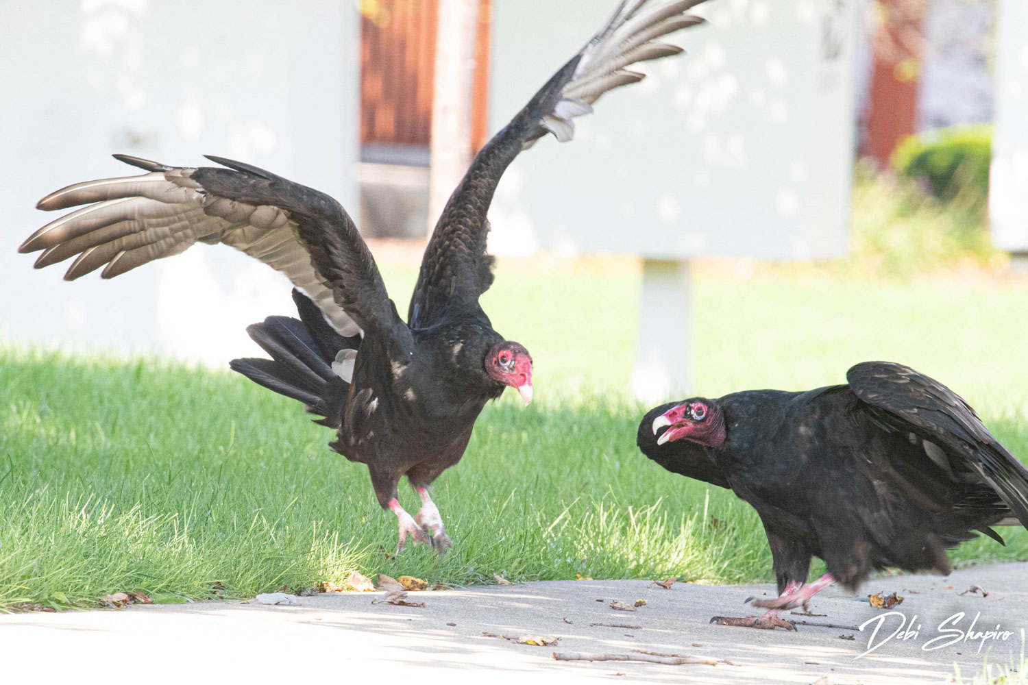 Quiz: What's your turkey vulture IQ? | Forest Preserve District of