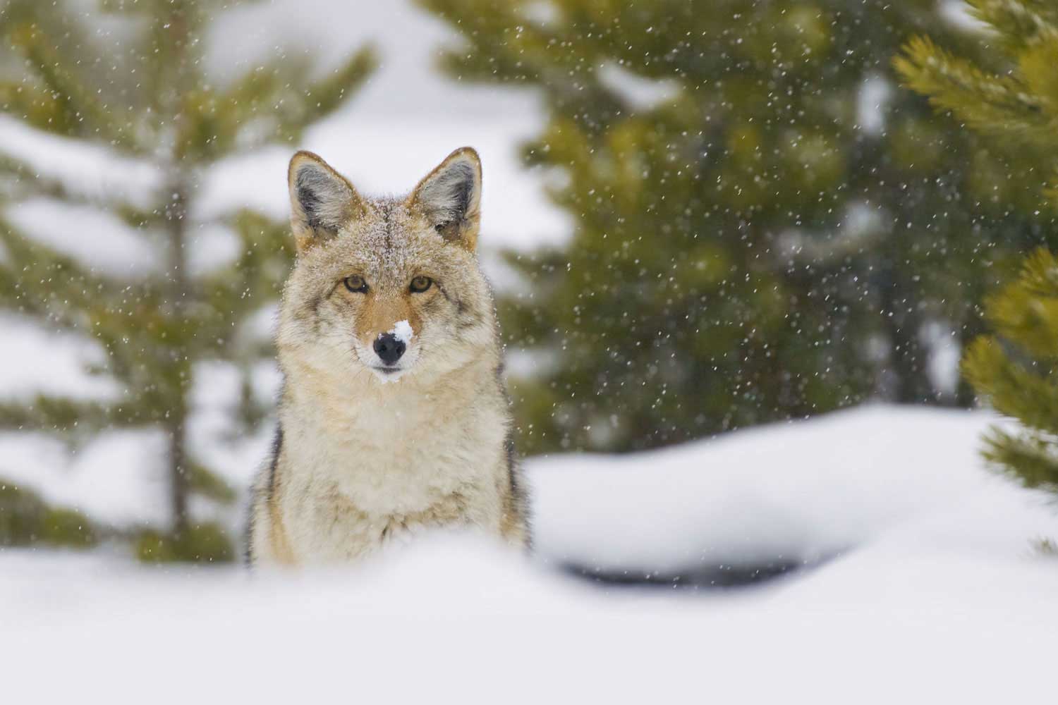 A coyote standing amidst pine trees and snow drifts with snow falling.