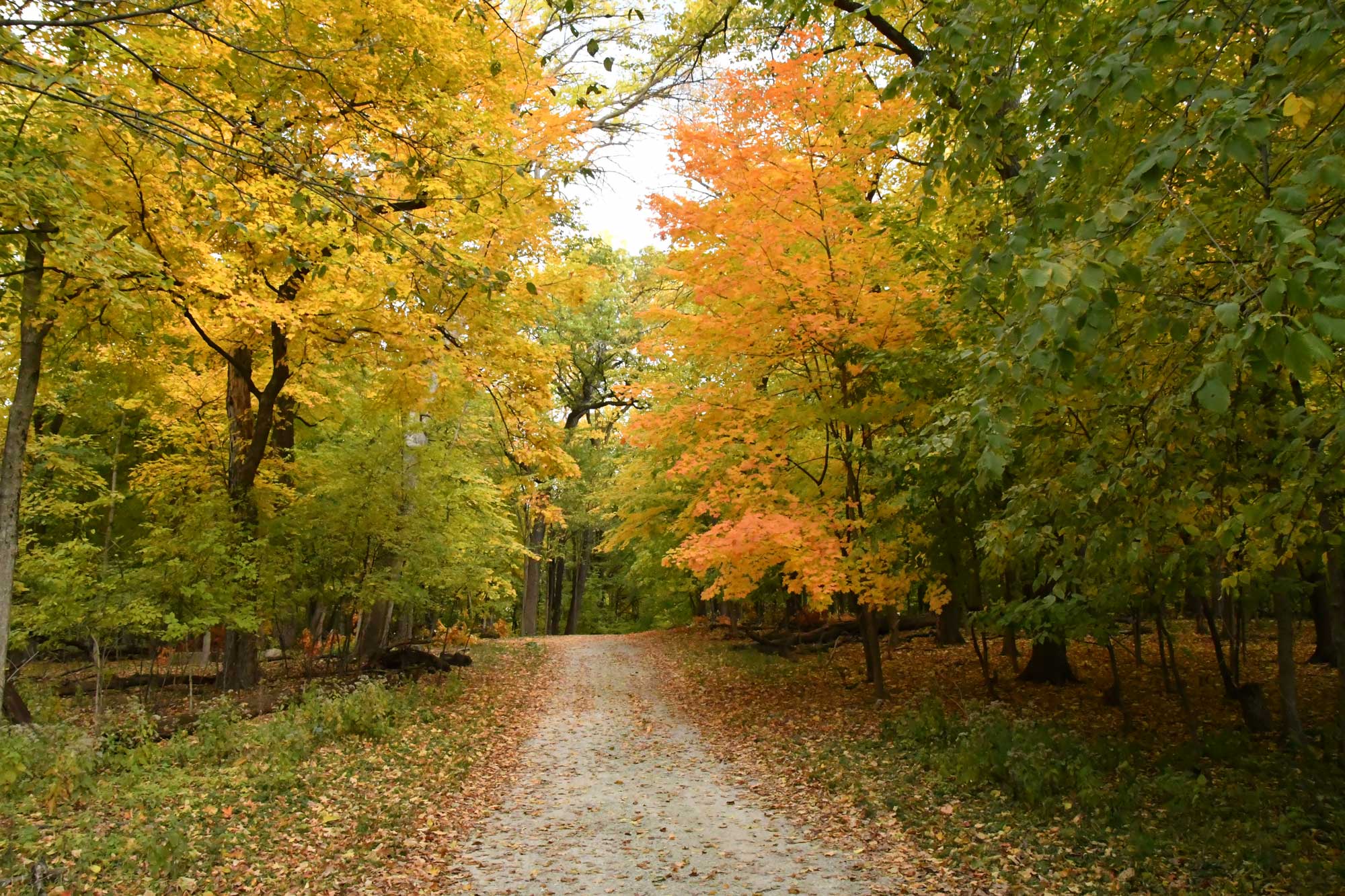 Trees with leaves in a mix of shades of green, yellow and orange lining a limestone trail.