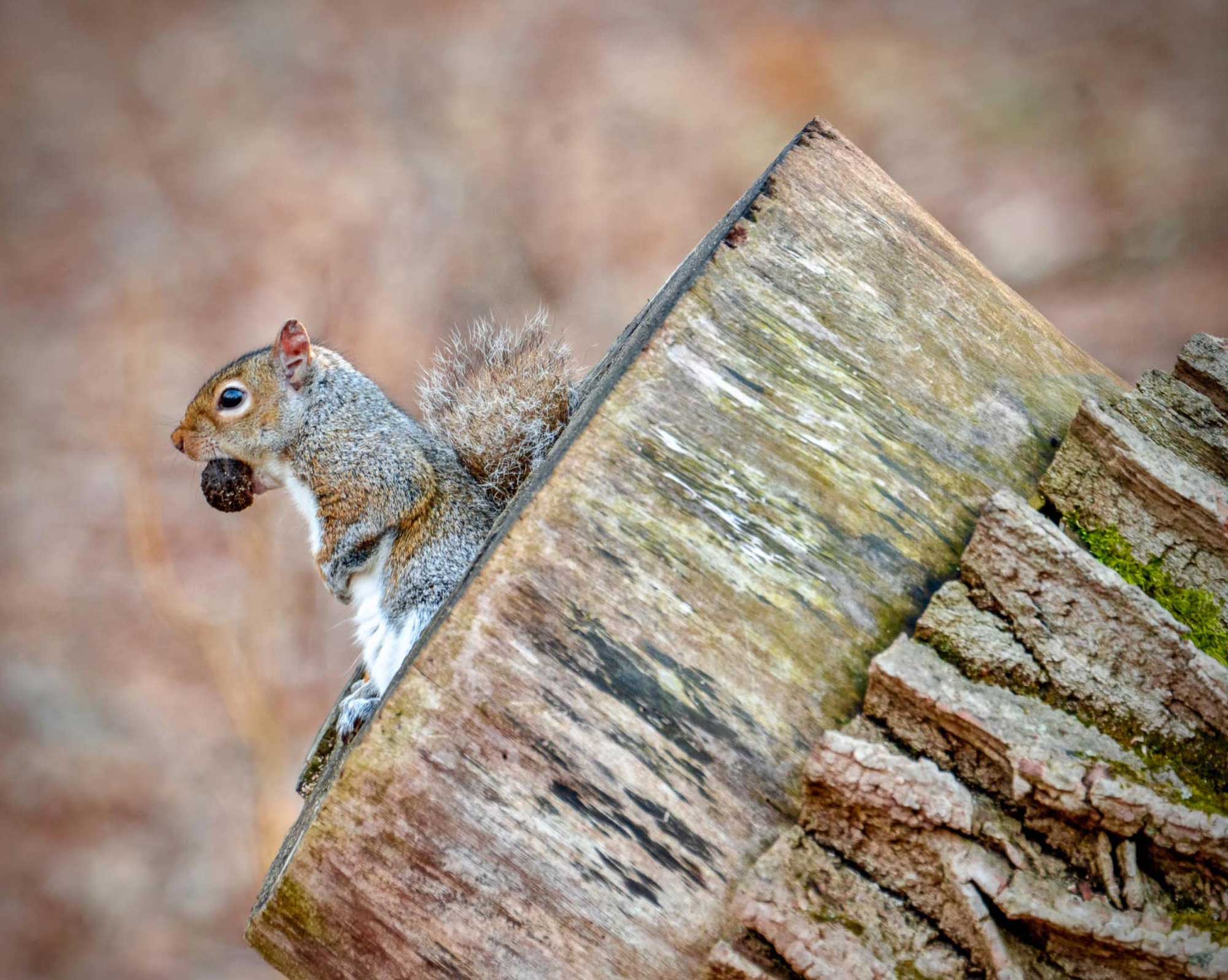 A squirrel sitting on a tree stump with a nut in its mouth.