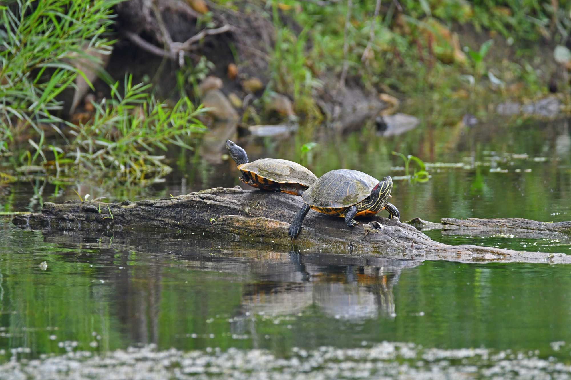Two painted turtles resting on a fallen tree in the water.