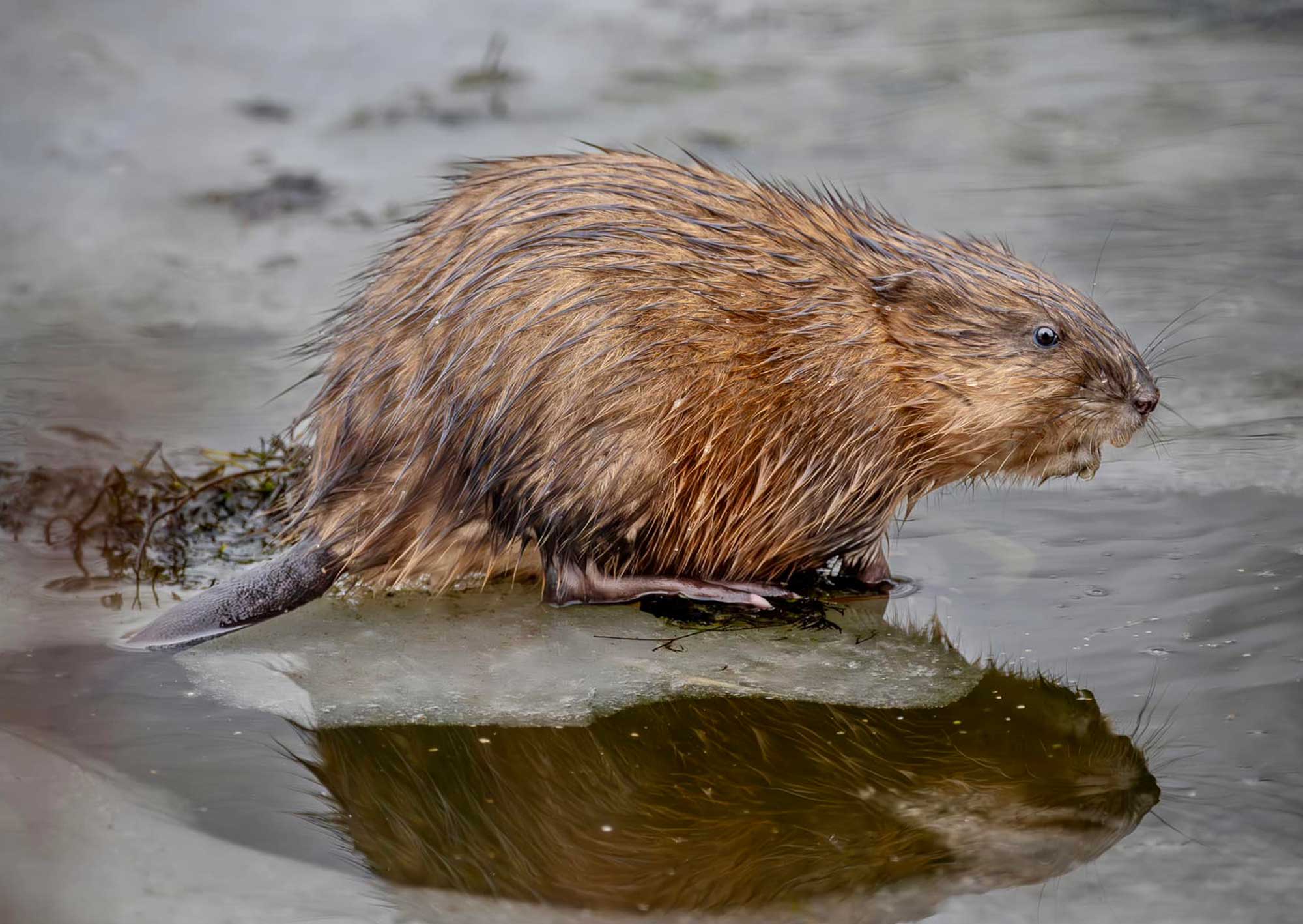 Muskrat sitting on ice.