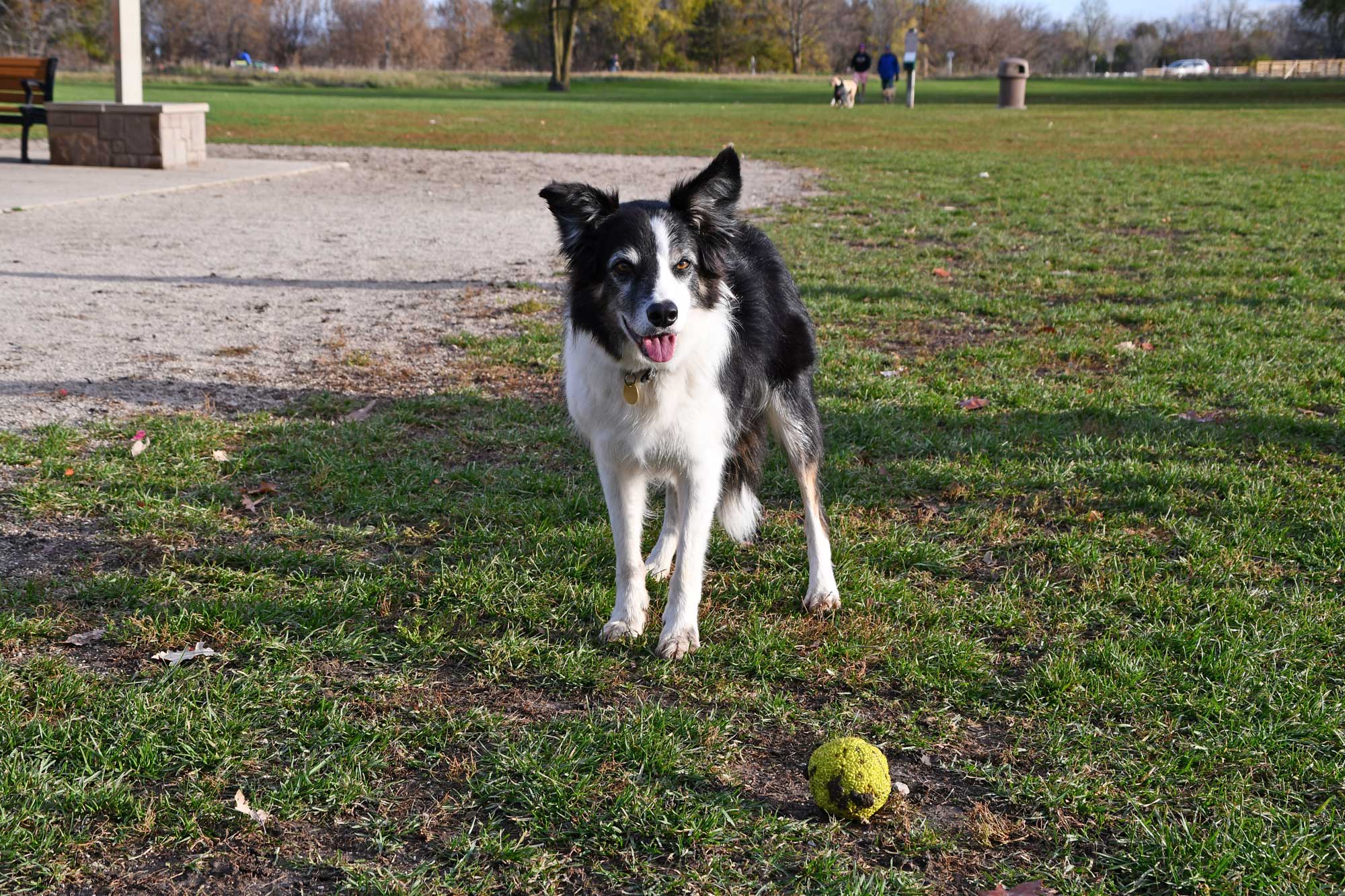 Dog standing in dog park with people and other dogs in background.