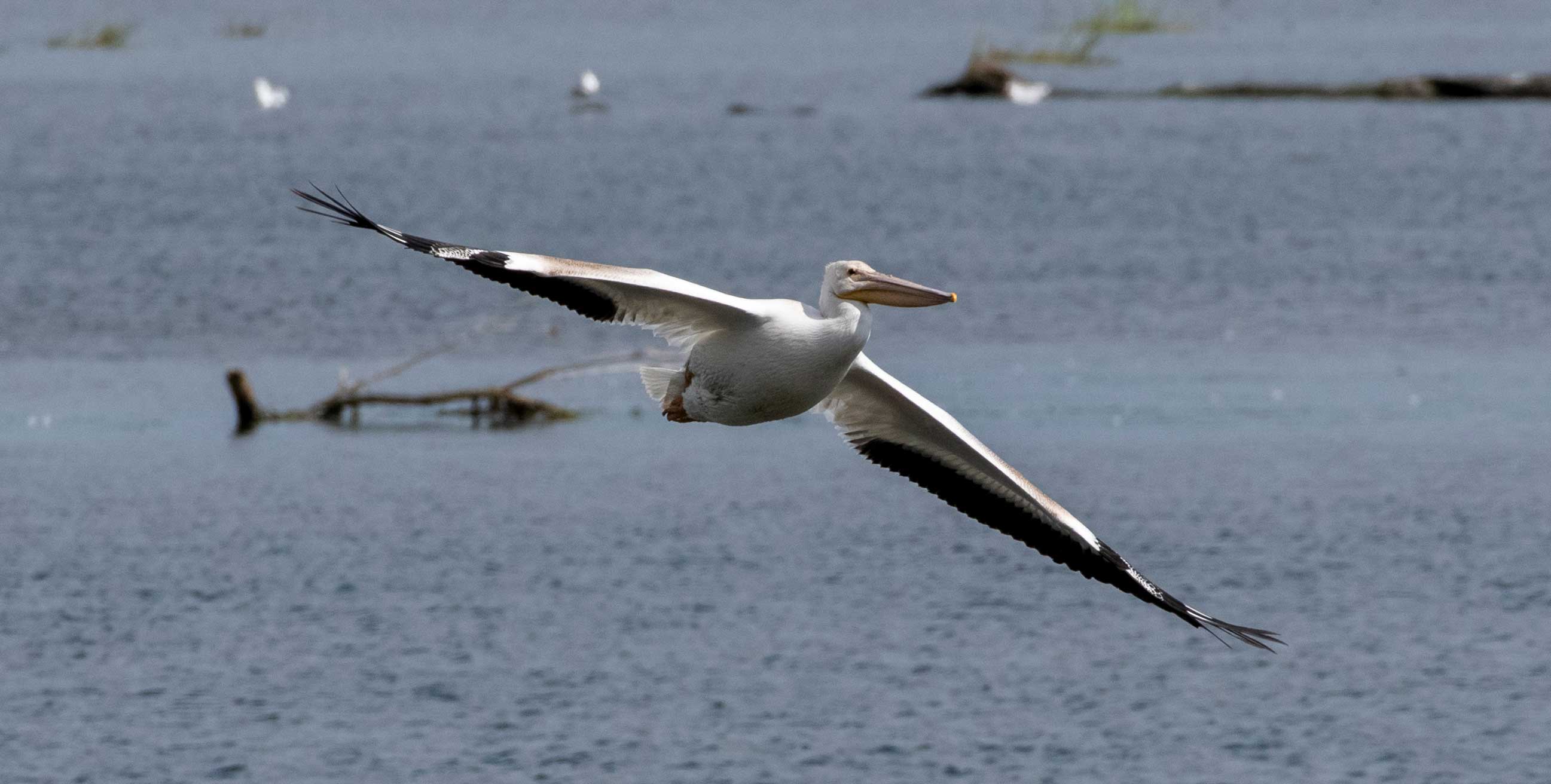An American white pelican in flight.