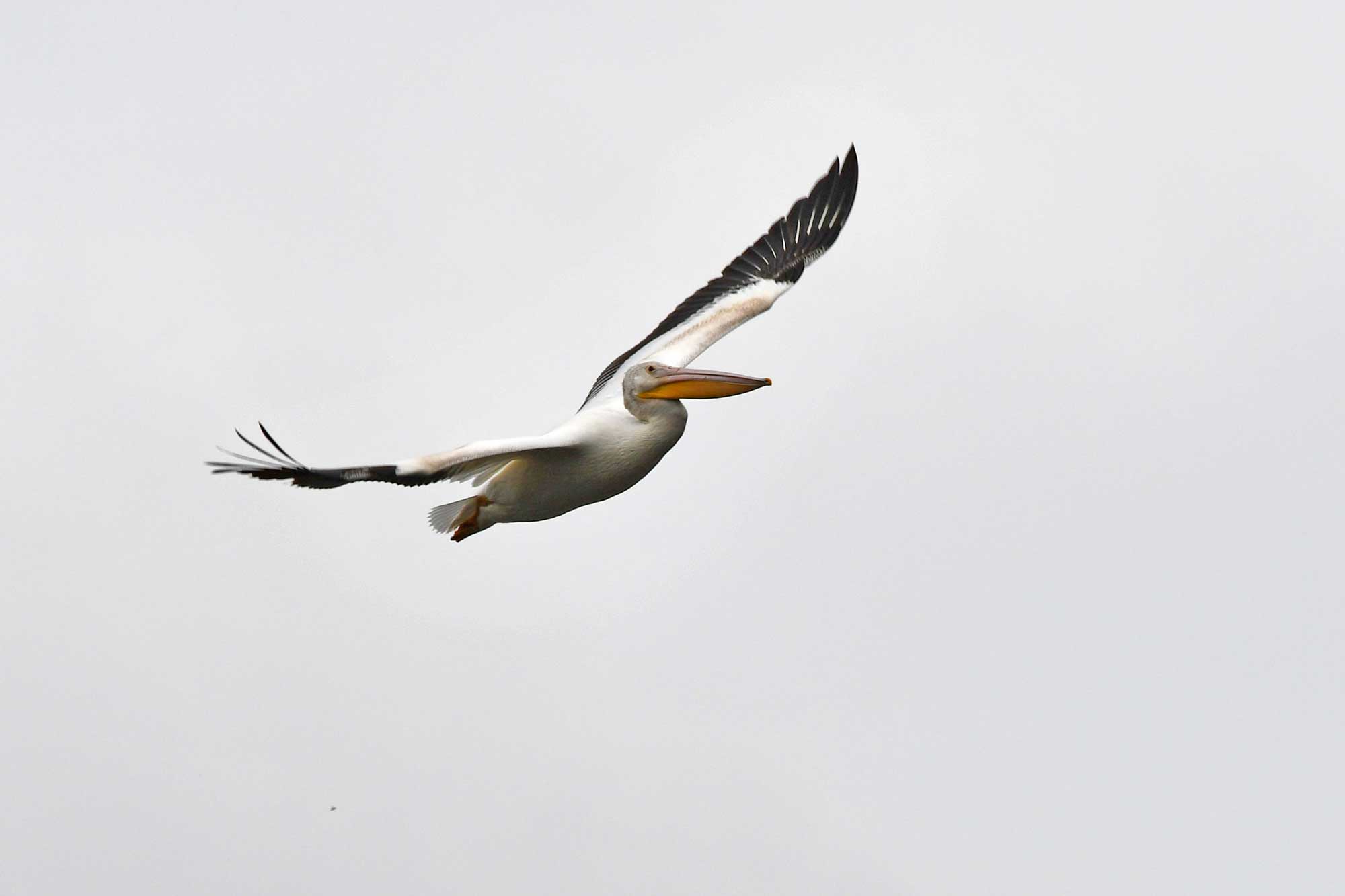American white pelican flying with wings extended and an overcast sky in the background.