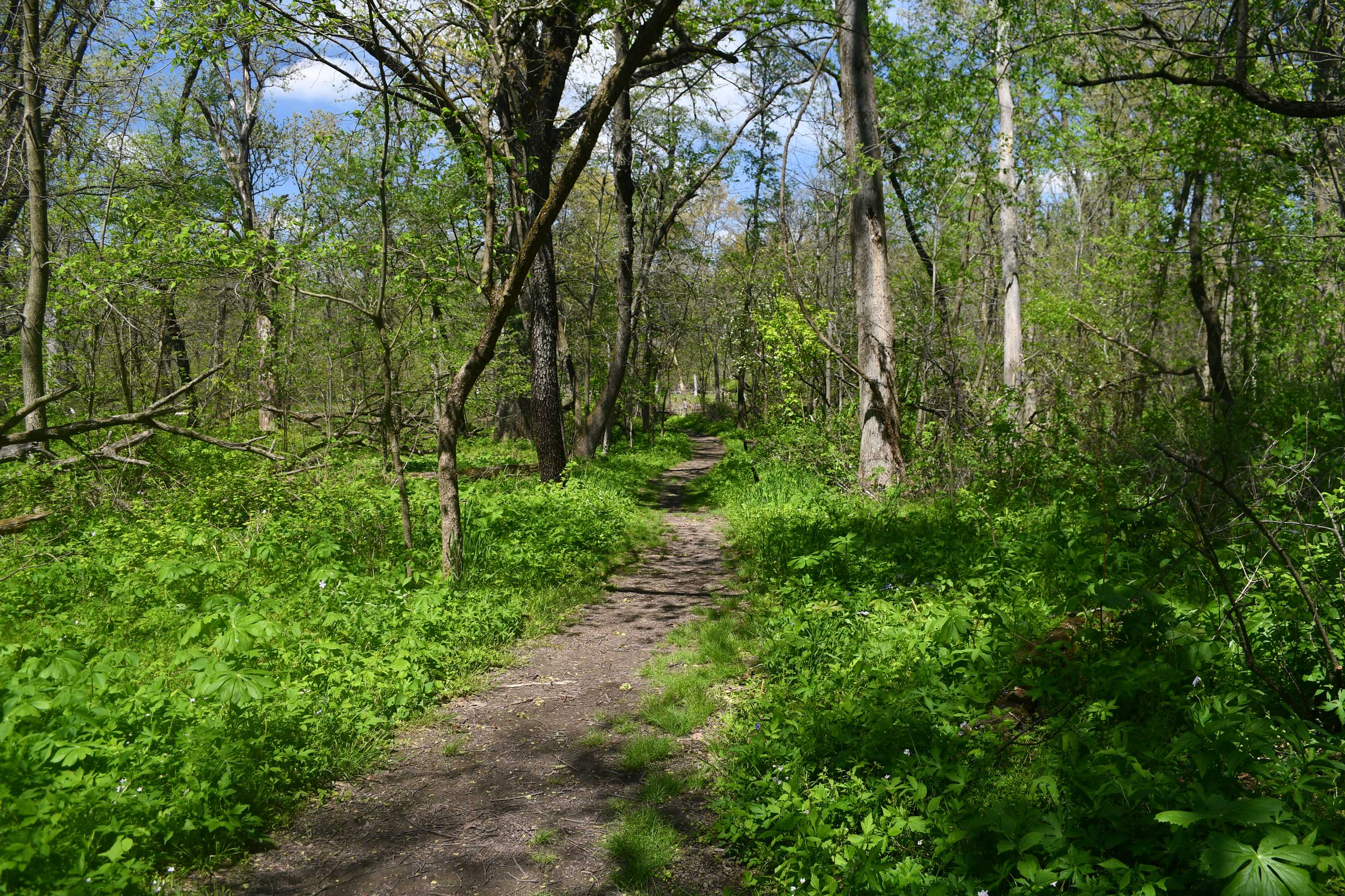 A dirt trail winding through a forest.