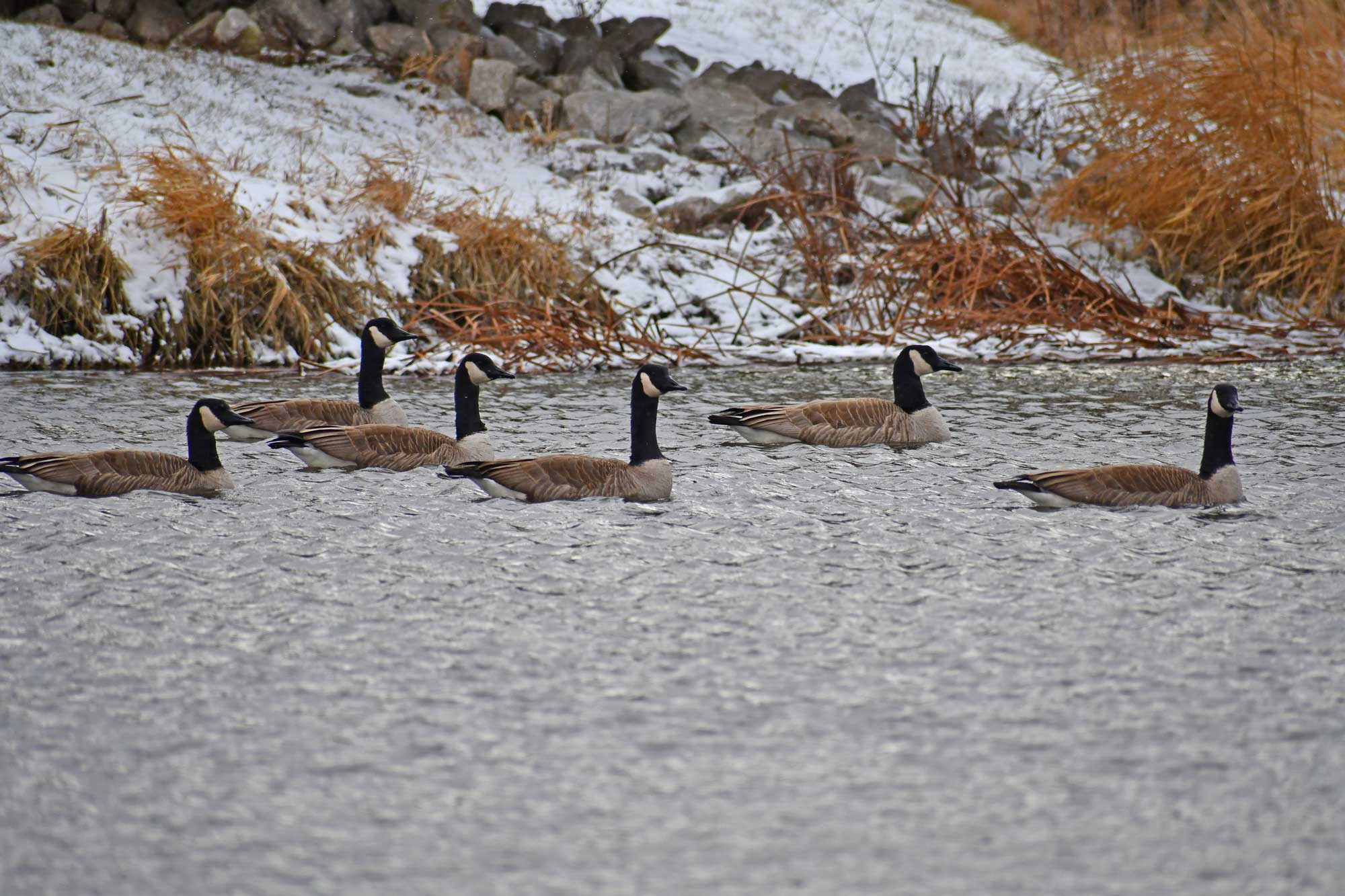 Canada geese swimming in the water with snow covered shoreline in the background.