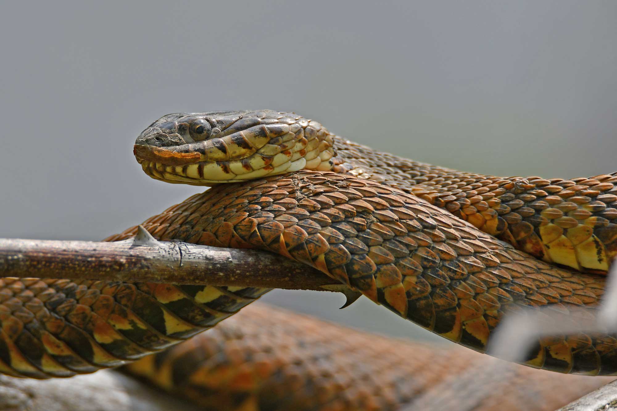 Northern water snake coiled up resting on a branch.