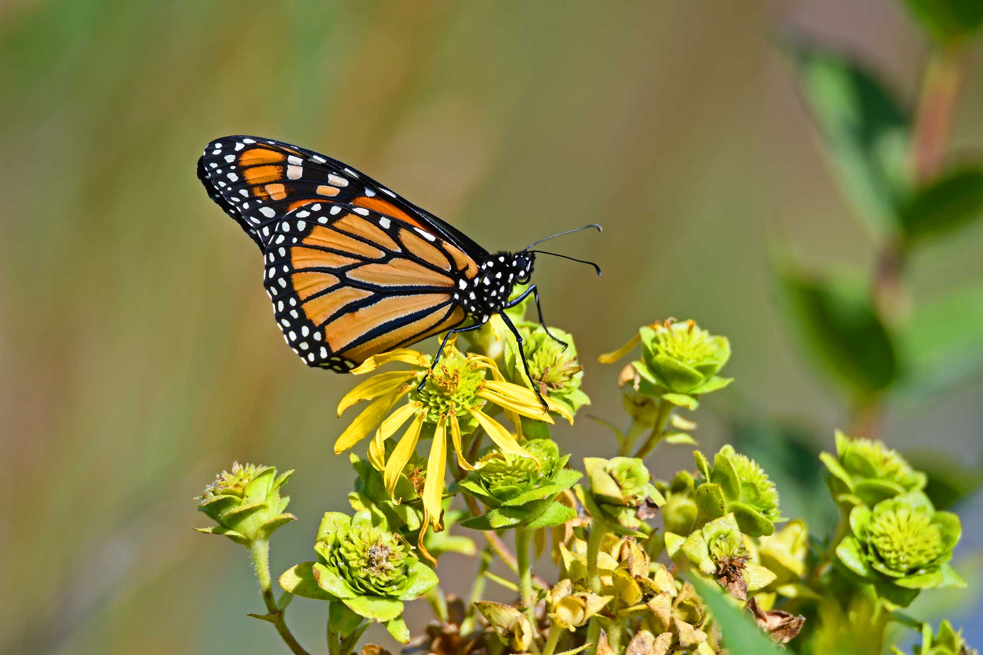 Monarch butterfly landed on a yellow wildflower.