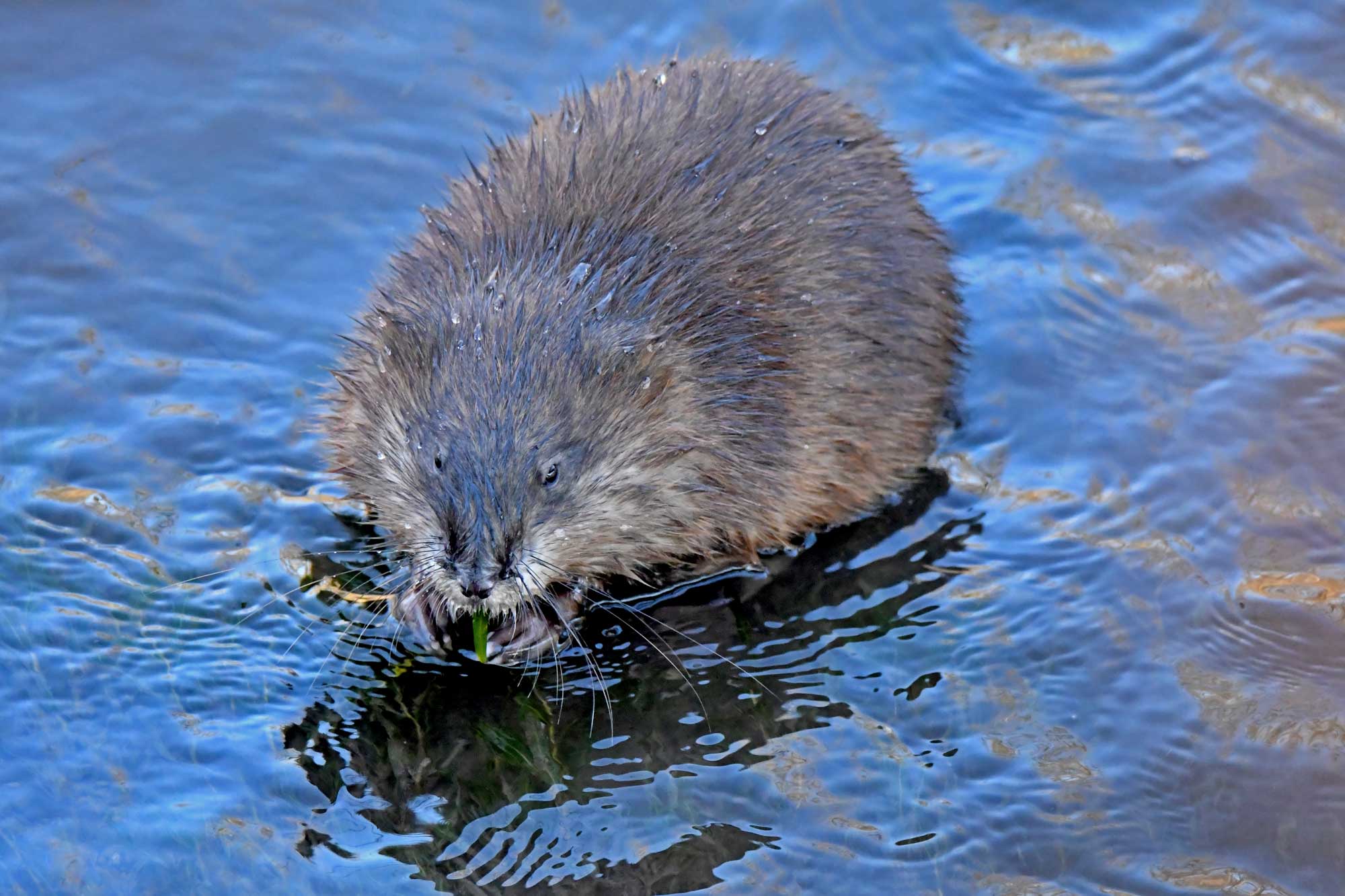 Muskrat eating vegetation while sitting in the water.