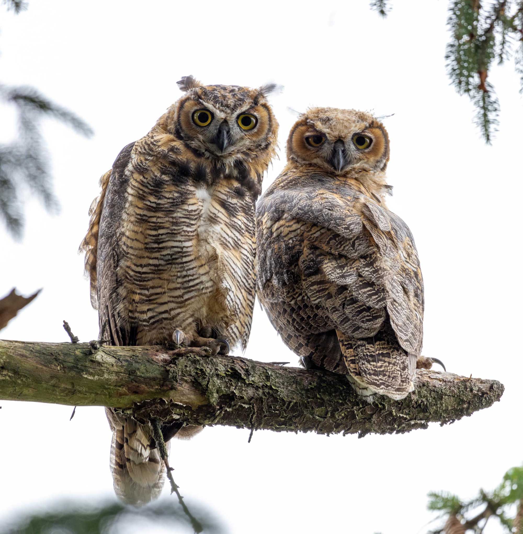Great horned owls perched on a branch.
