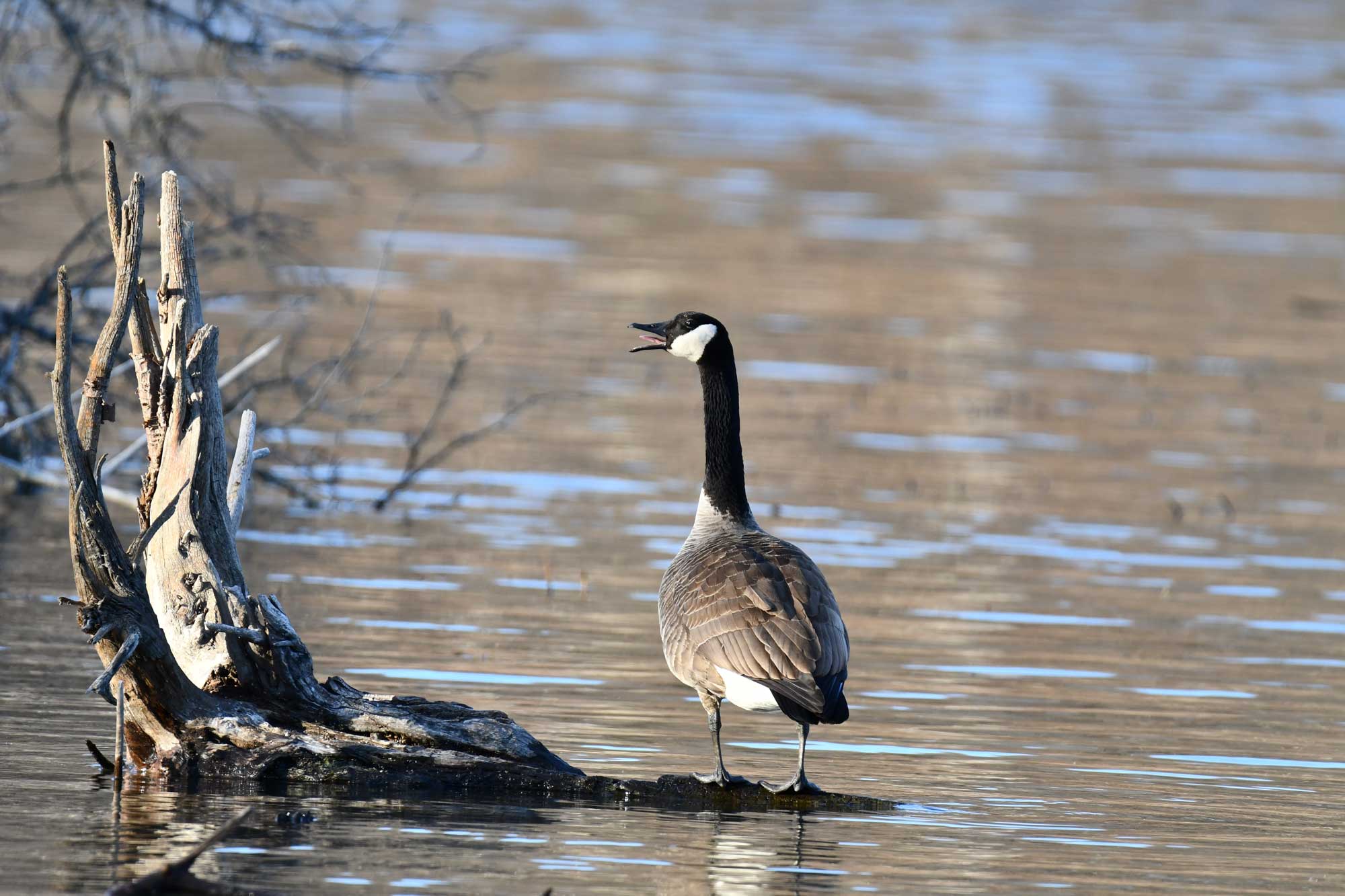 Canada goose standing on a fallen tree in the water.