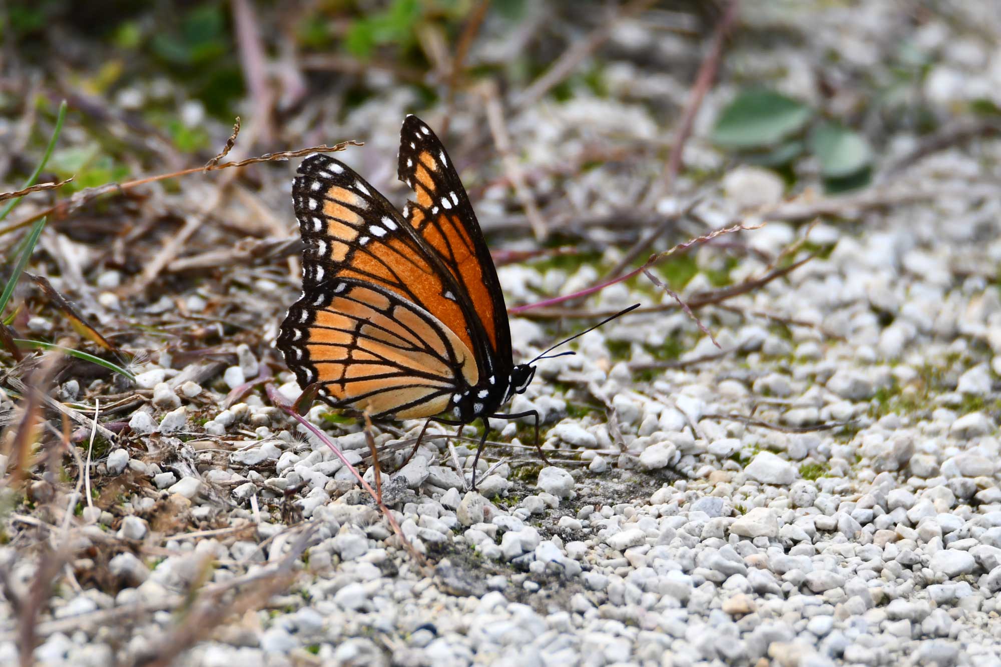 Viceroy butterfly landed on a limestone trail.