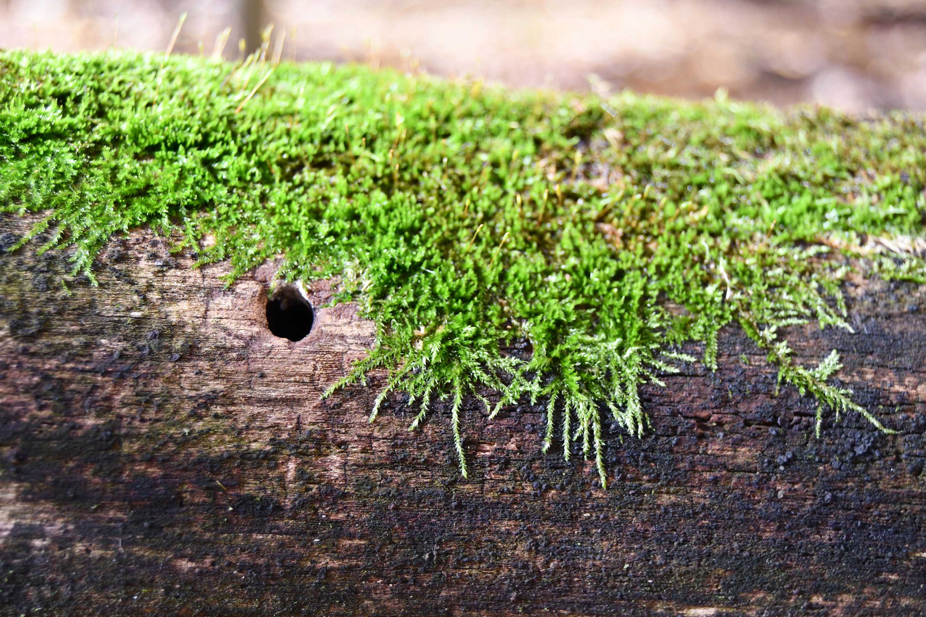 Moss on a log.
