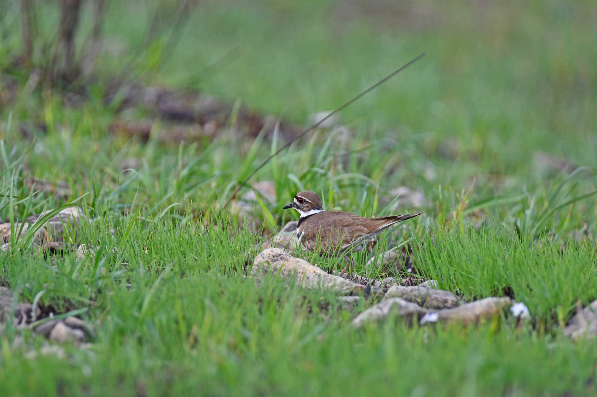 Killdeer sitting in grasses.