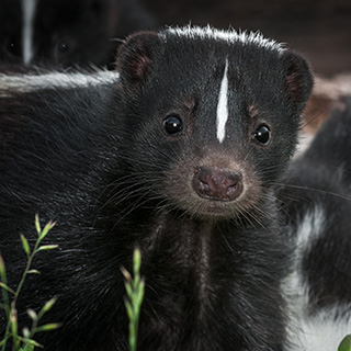 Close-up of a skunk.