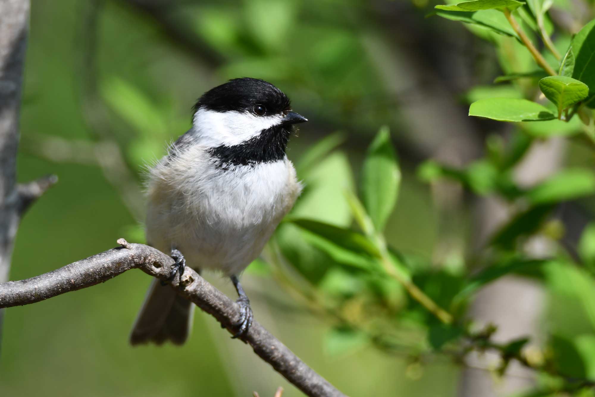 Black-capped chickadee perched on a branch with leaves in the background.
