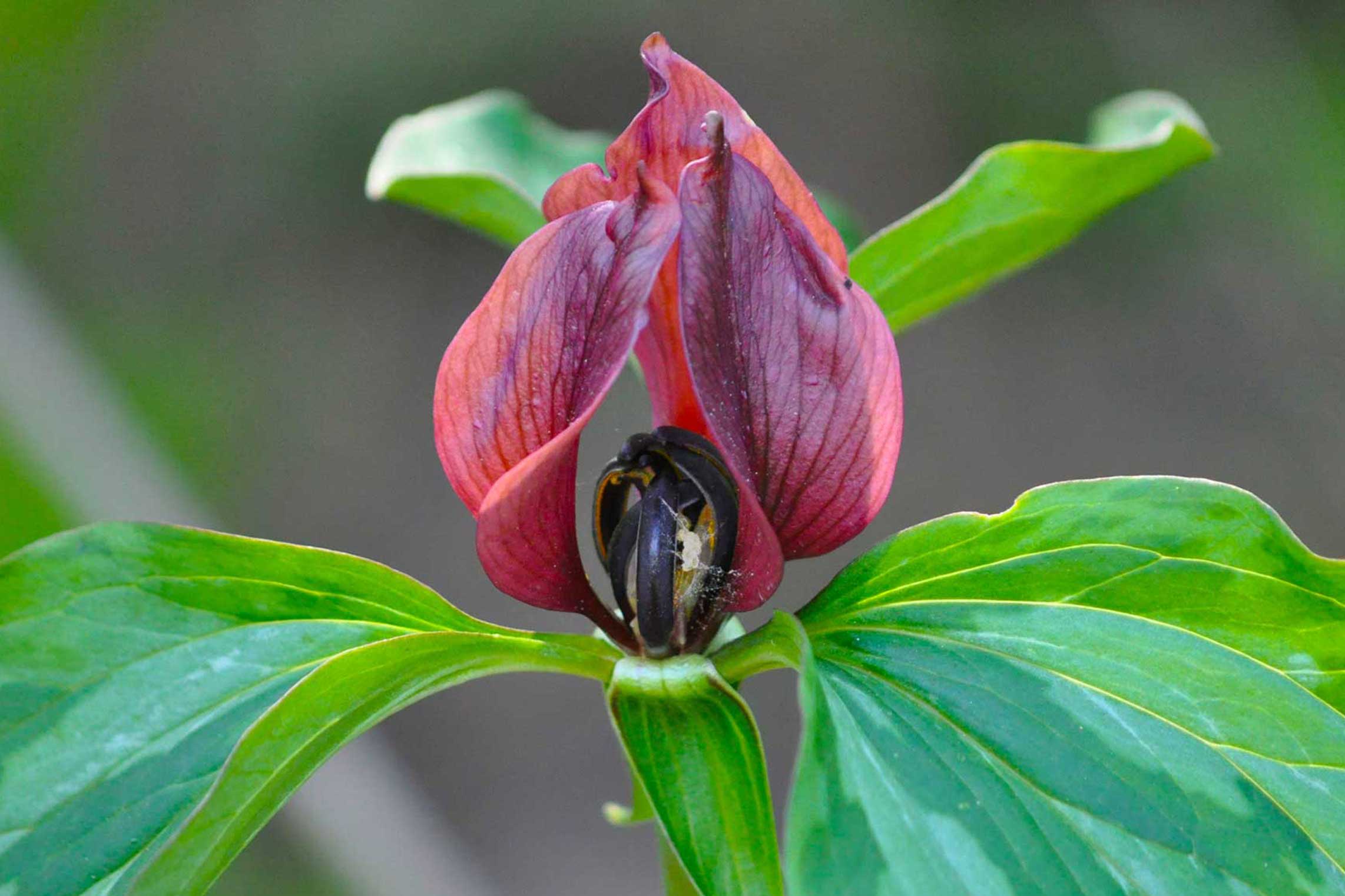 Closeup of red trillium.