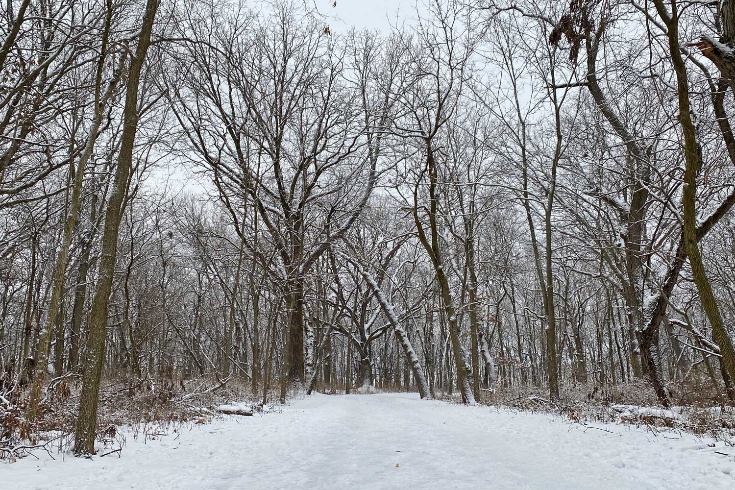 Snow covered trail at Four Rivers.