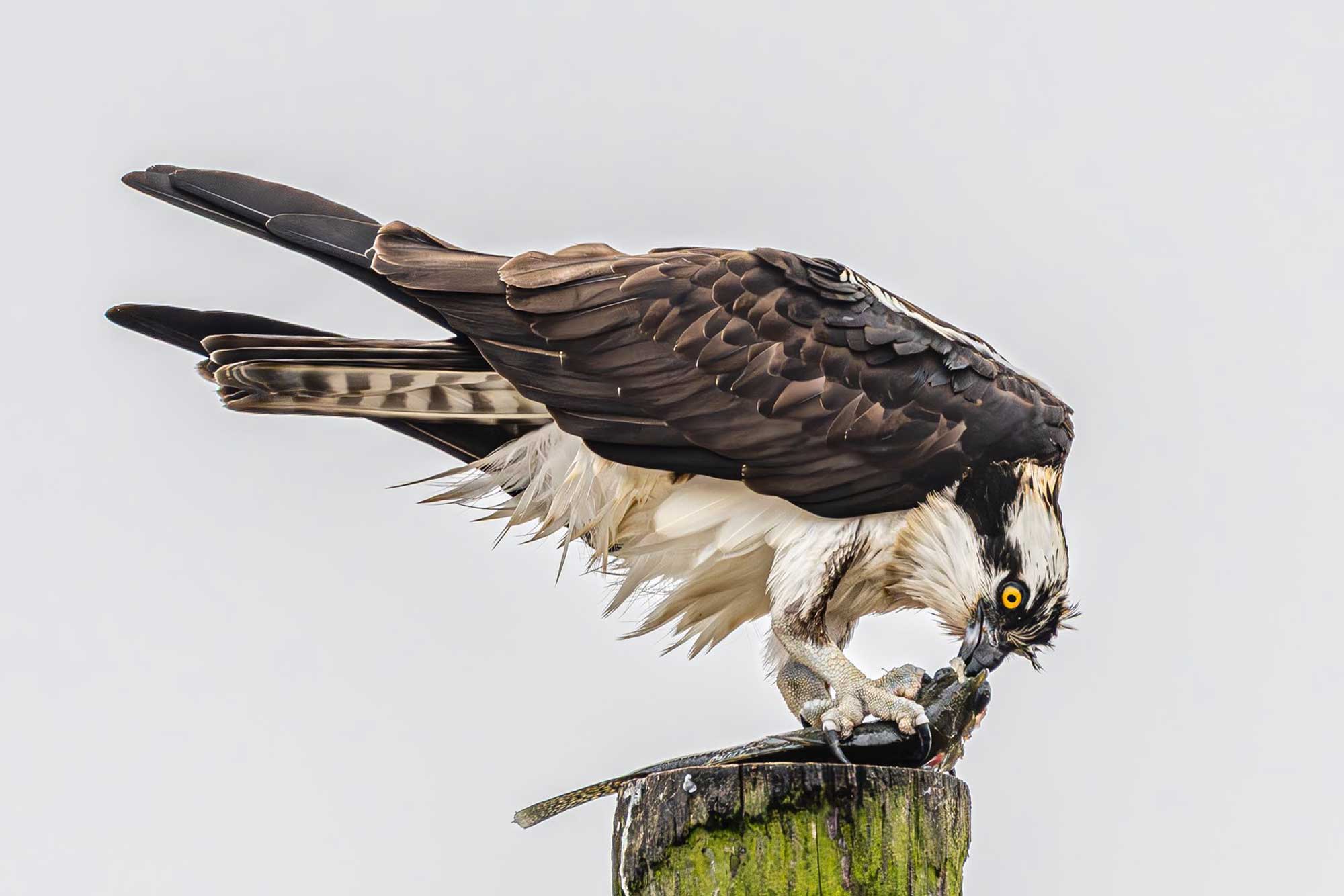 Osprey standing on a wooden post eating a fish with an overcast sky in the background.