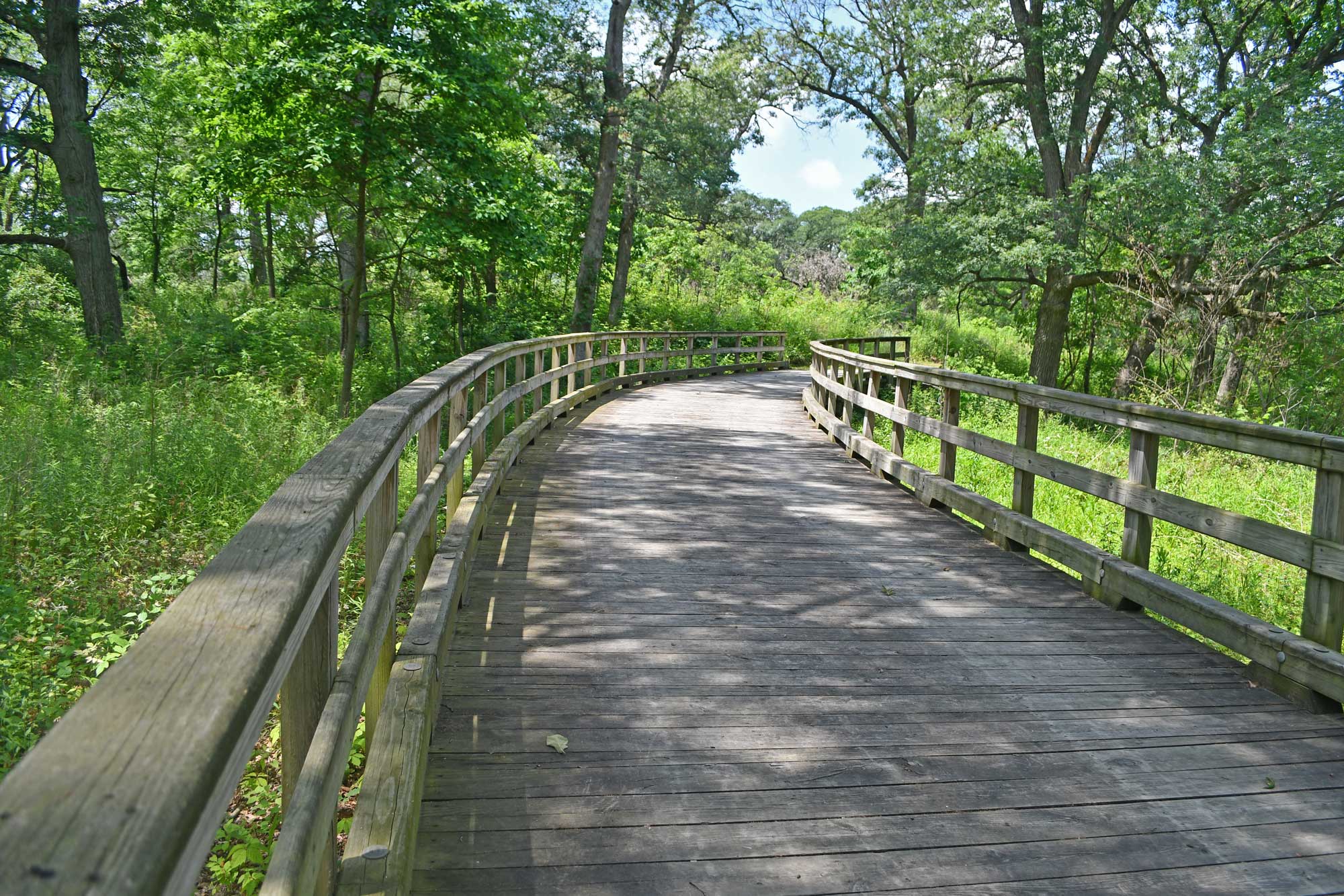Bridge lined by grasses, vegetations, and trees.