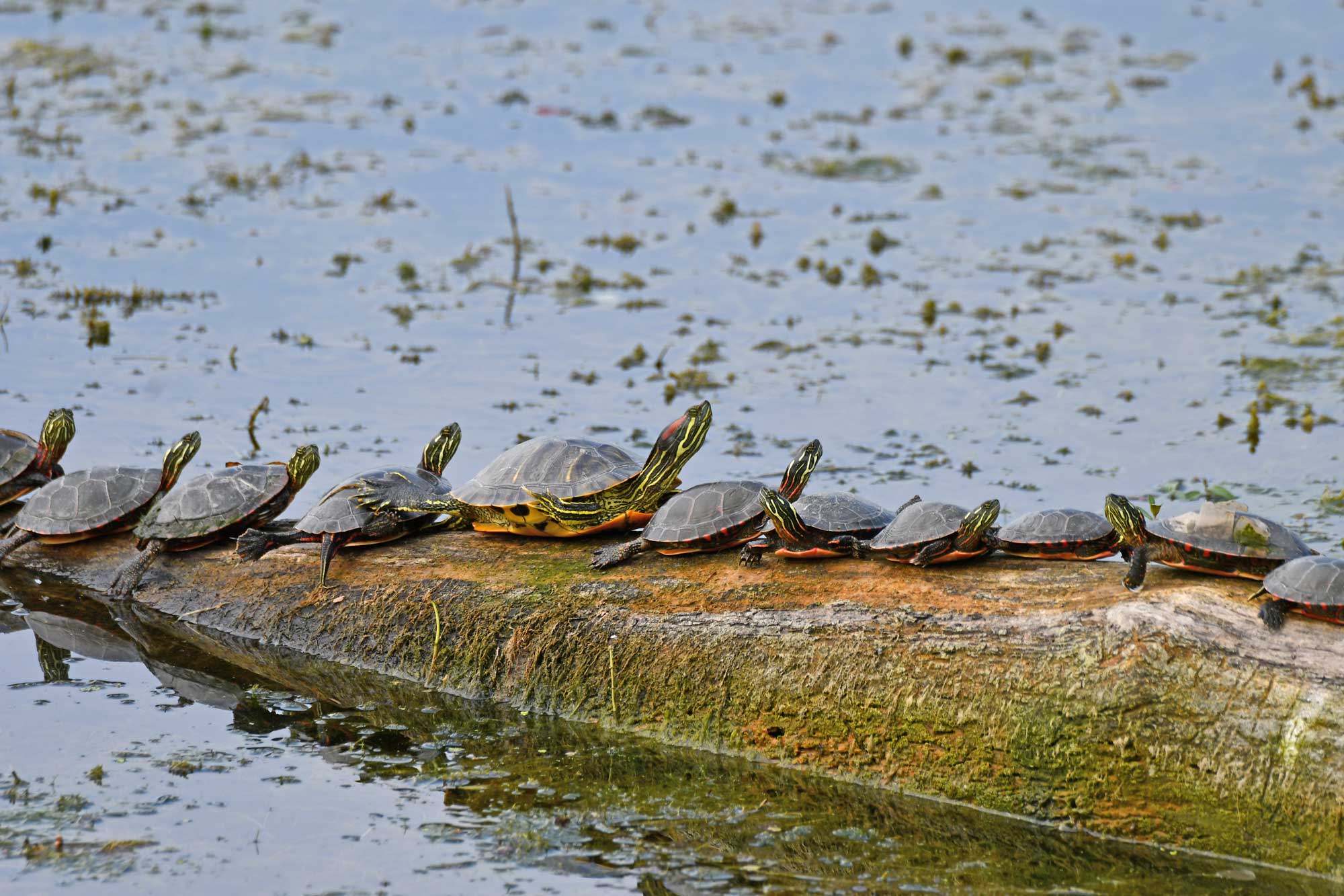 Painted turtles resting on a fallen tree in the water.